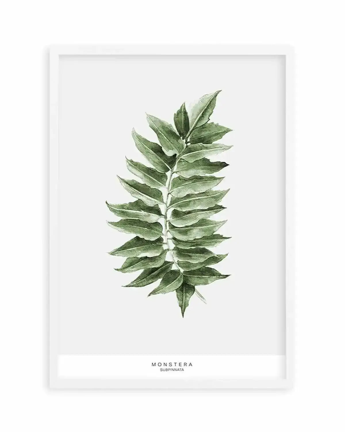 Monstera Subpinatta Palm Art Print from Olive et Oriel where you can shop wallpaper and artworks online
