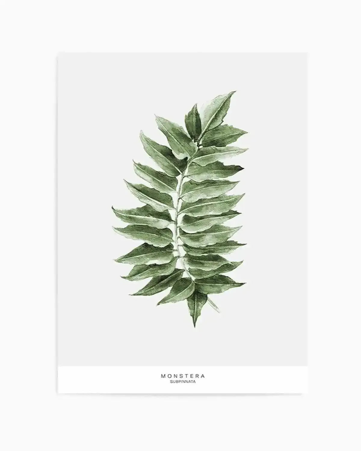 Monstera Subpinatta Palm Art Print from Olive et Oriel where you can shop wallpaper and artworks online