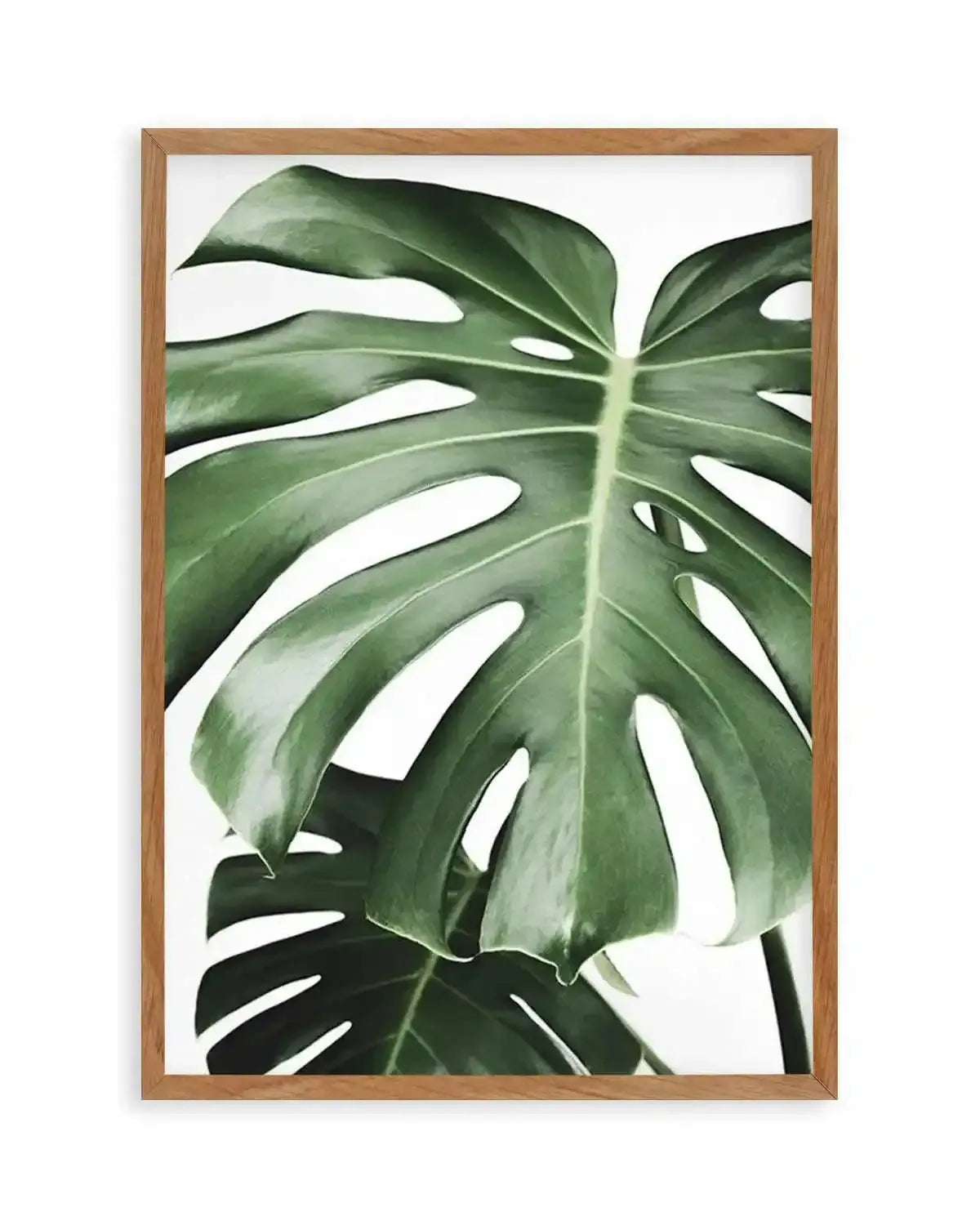 monstera plant art print Botanical Photography Wall Art Print