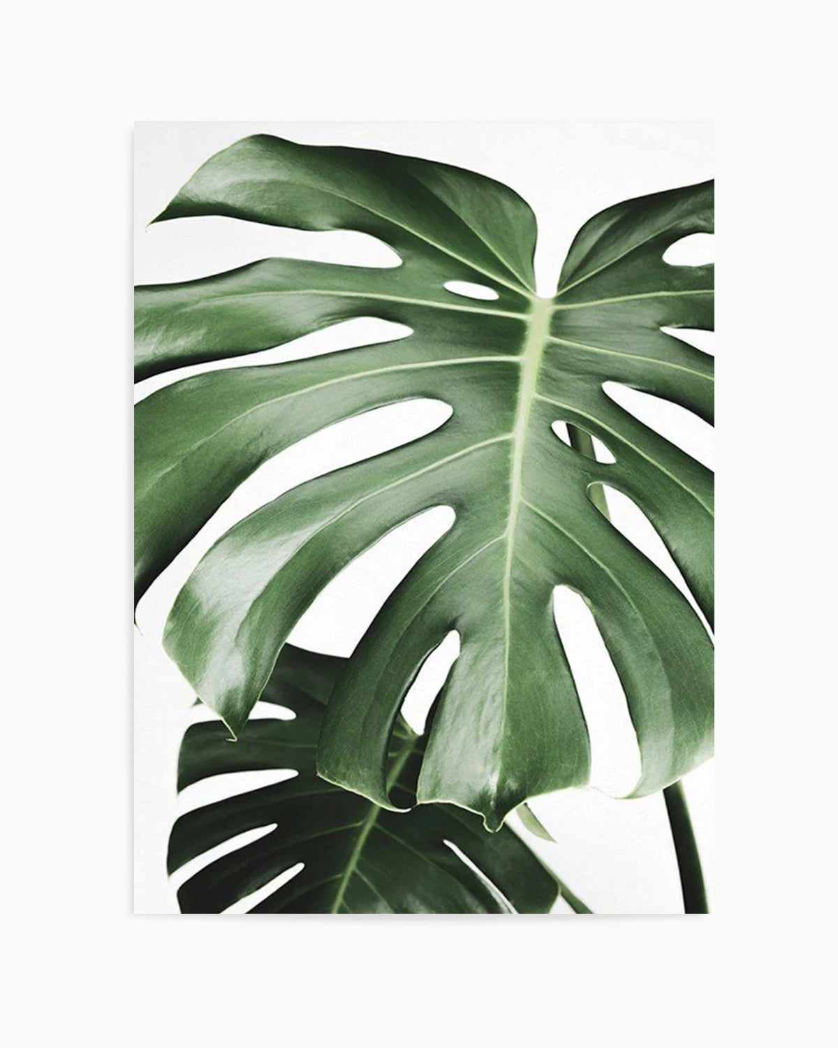 Monstera X Two Art Print