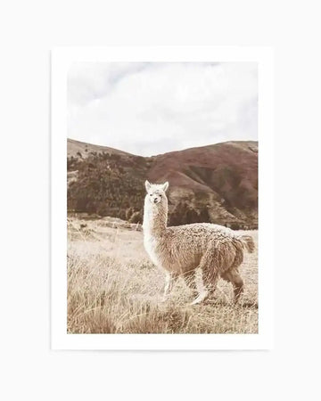 Framed photography art print featuring a fluffy white llama standing in a field of dry, golden grass with rolling brown hills and an overcast sky in the background. The llama is facing forward with its head slightly turned to the left, looking directly at the viewer. The image has a soft, muted colour palette with warm sepia tones.
