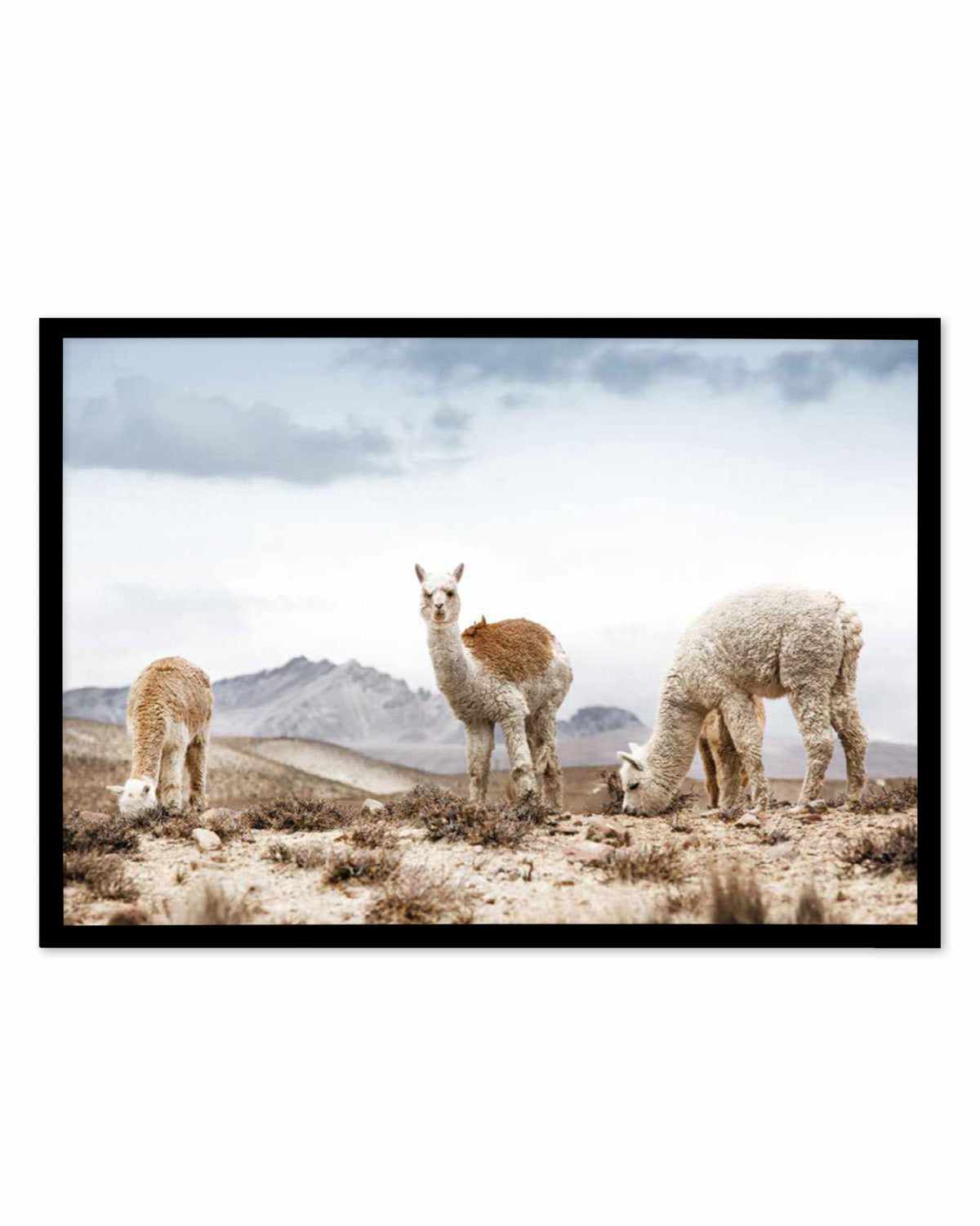 Mountain Llamas LS Art Print