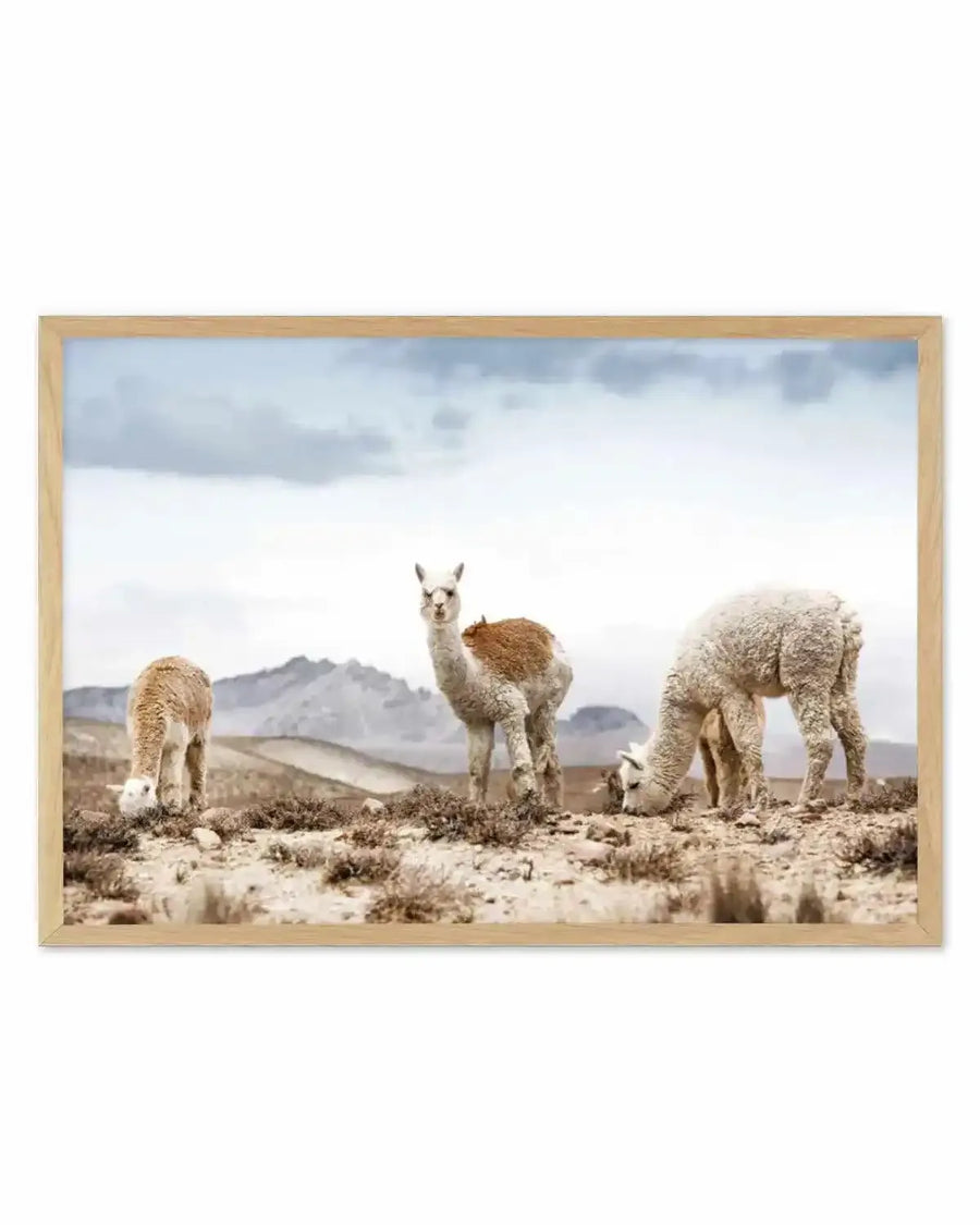 Mountain Llamas LS Art Print from Olive et Oriel where you can shop wallpaper and artworks online