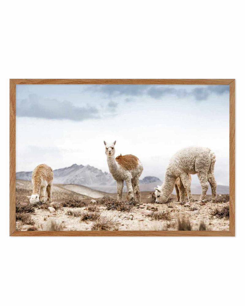 Mountain Llamas LS Art Print