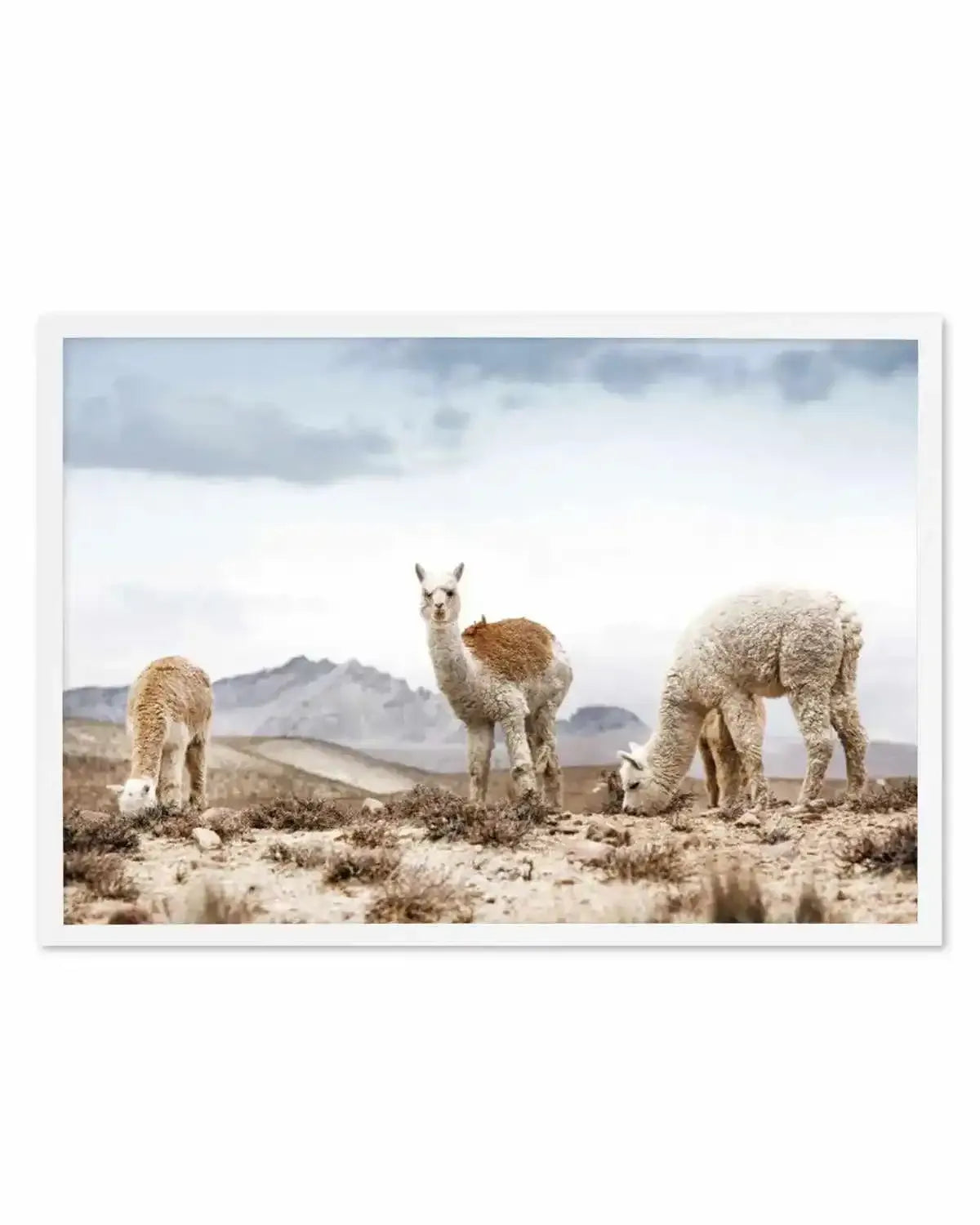 Mountain Llamas LS Art Print from Olive et Oriel where you can shop wallpaper and artworks online
