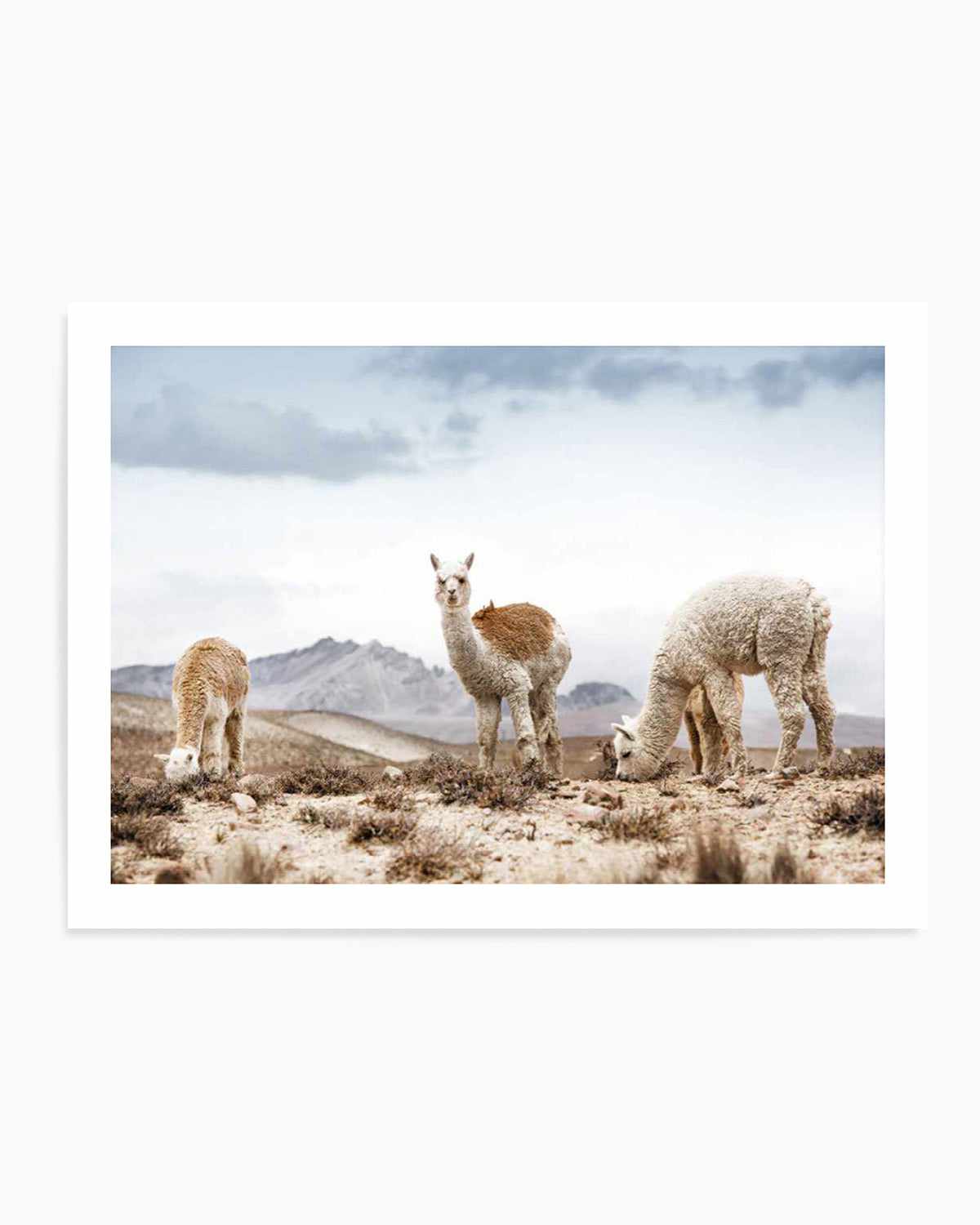 Mountain Llamas LS Art Print