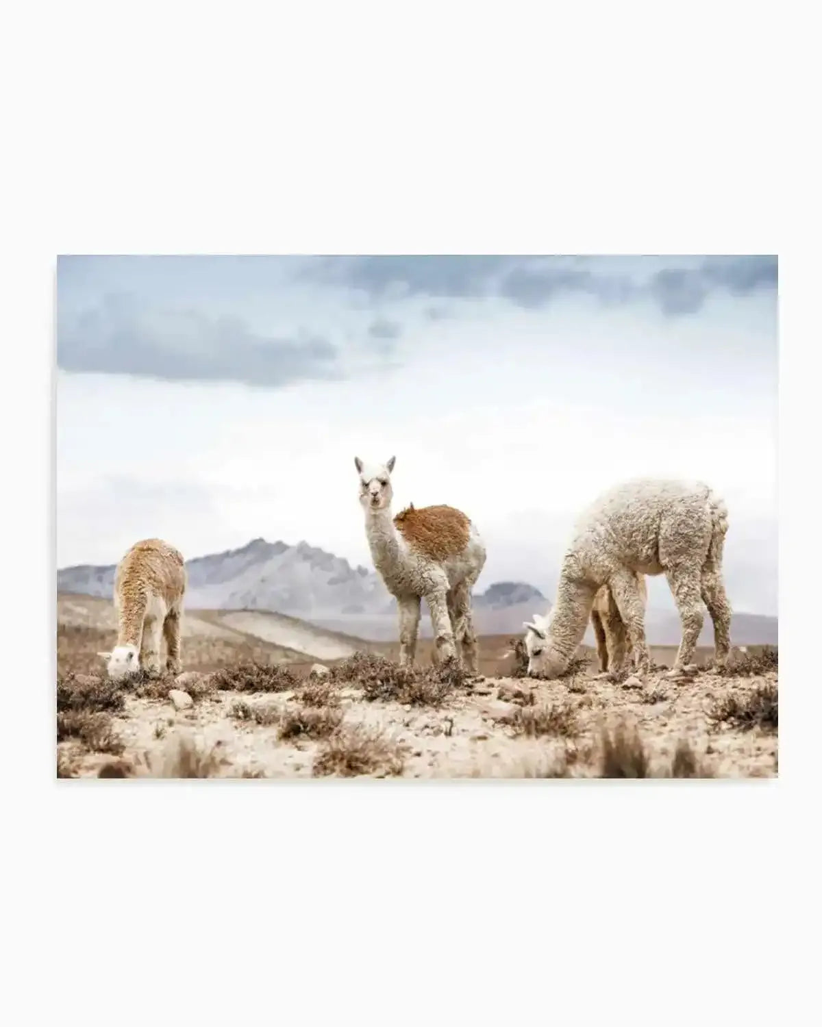 Mountain Llamas LS Art Print from Olive et Oriel where you can shop wallpaper and artworks online