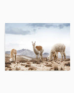 Mountain Llamas LS Art Print