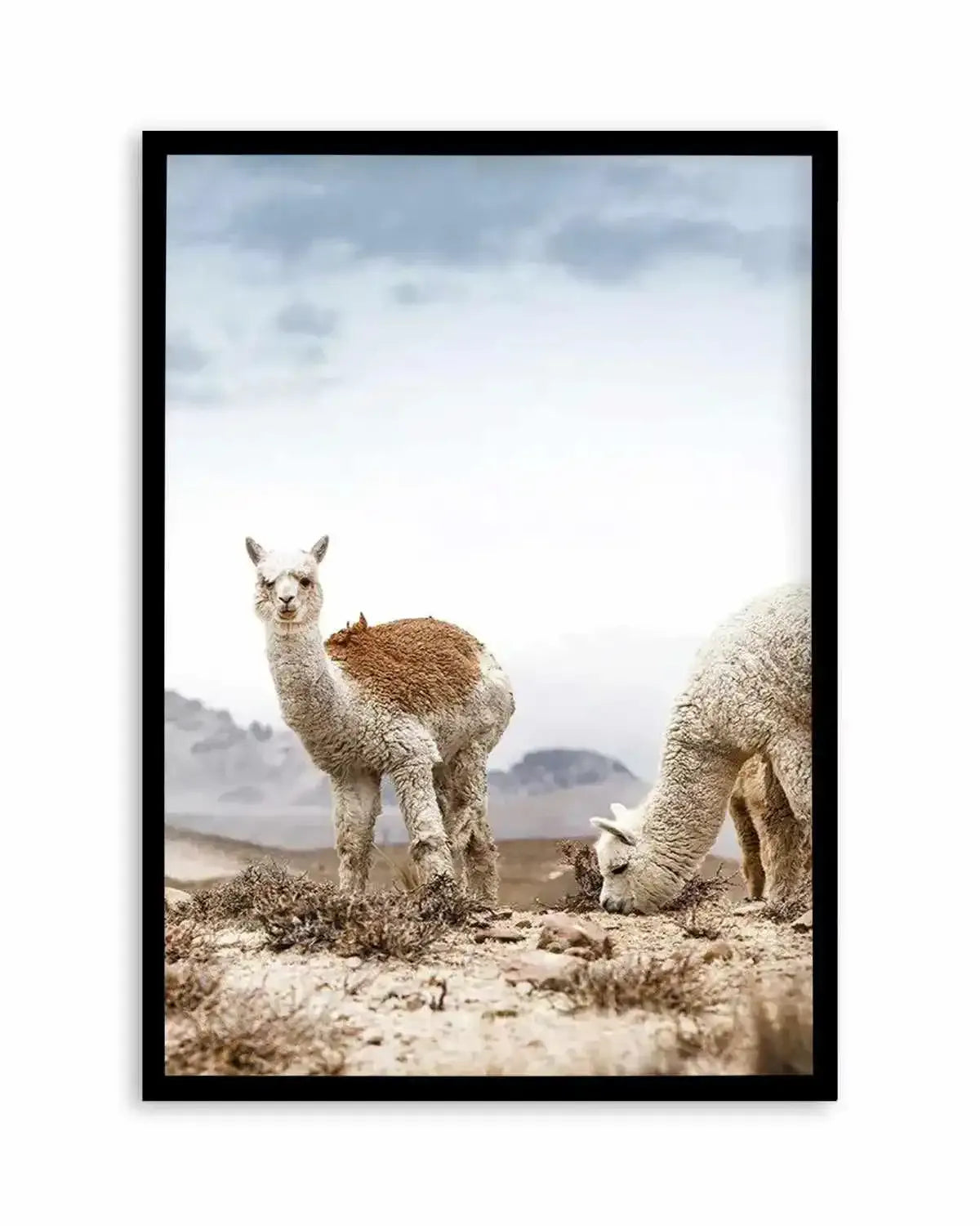 Mountain Llamas | PT Art Print from Olive et Oriel where you can shop wallpaper and artworks online