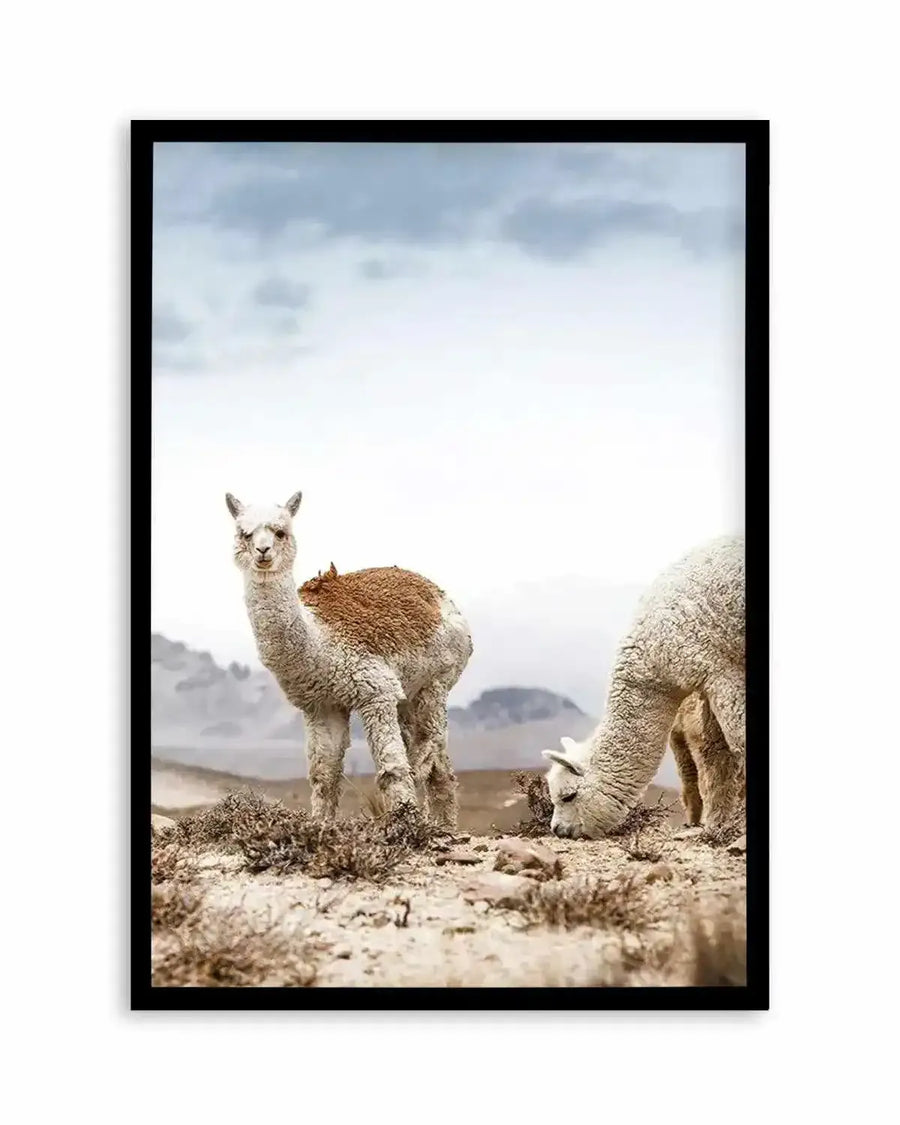 Mountain Llamas | PT Art Print from Olive et Oriel where you can shop wallpaper and artworks online