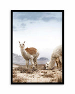 Mountain Llamas | PT Art Print