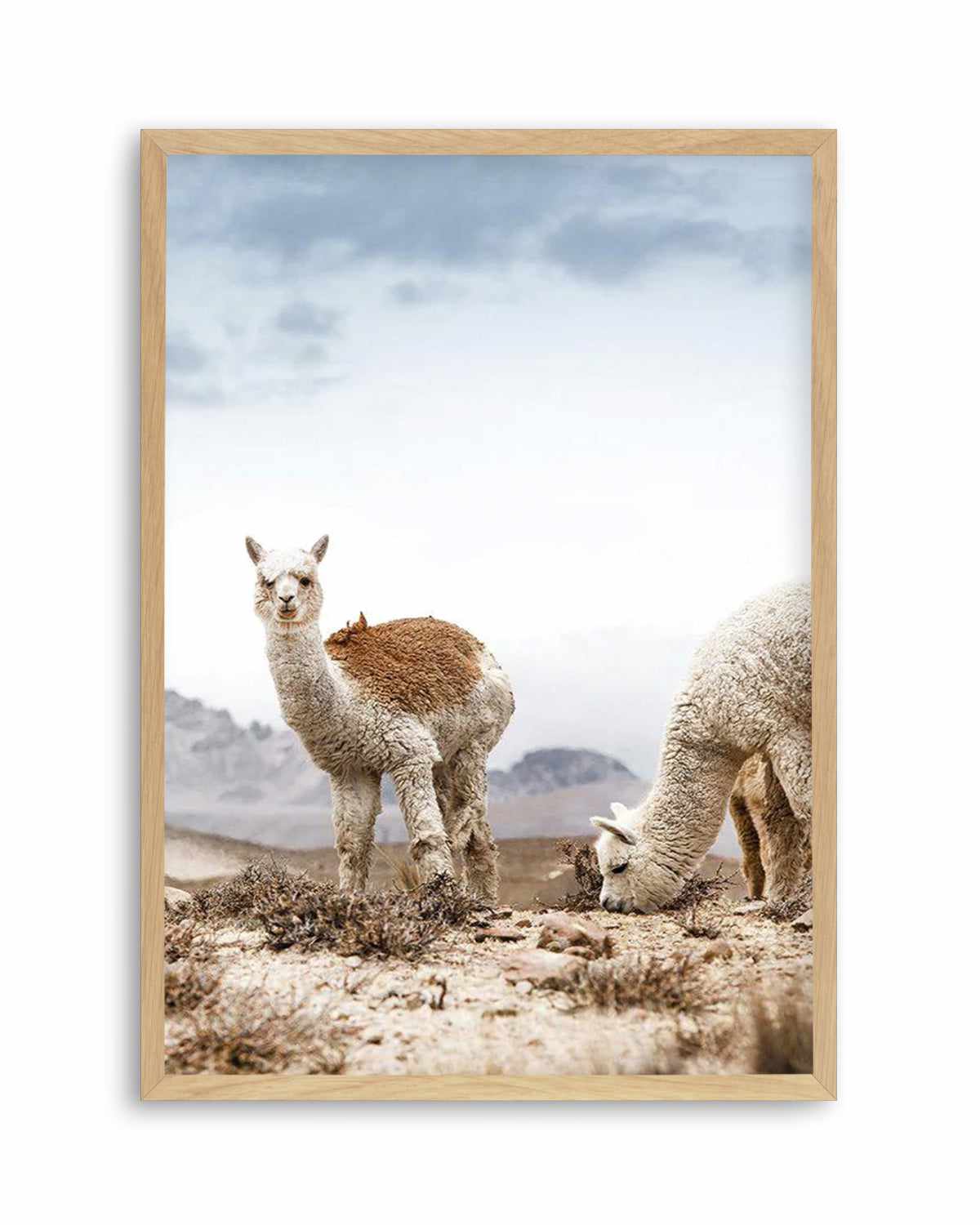 Mountain Llamas | PT Art Print