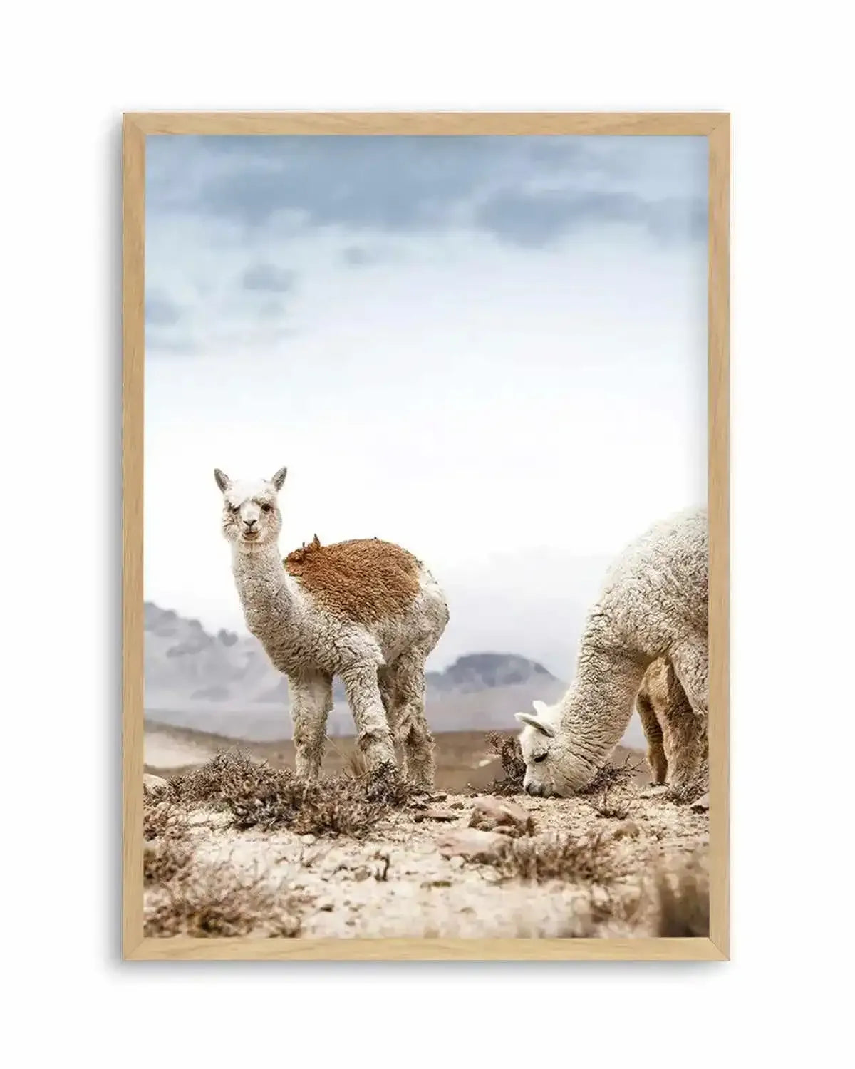 Mountain Llamas | PT Art Print from Olive et Oriel where you can shop wallpaper and artworks online