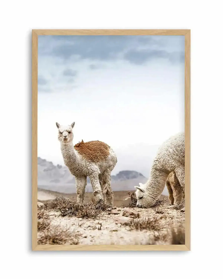 Mountain Llamas | PT Art Print from Olive et Oriel where you can shop wallpaper and artworks online
