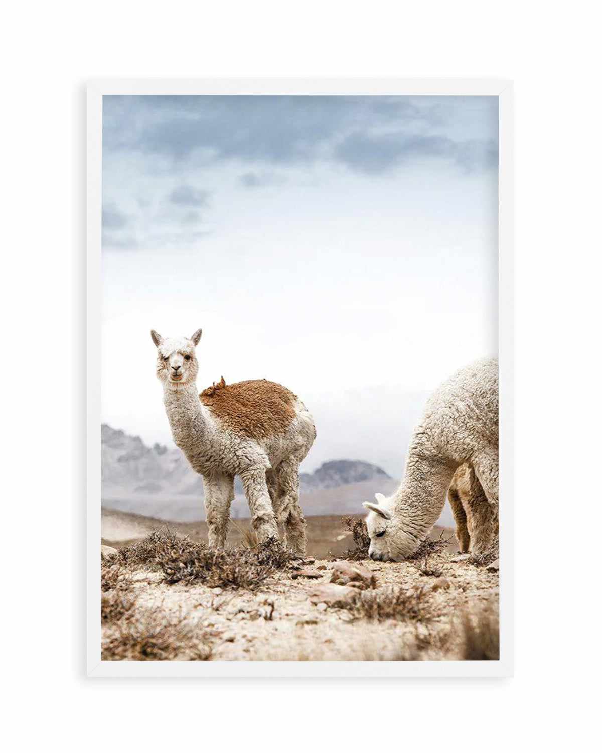 Mountain Llamas | PT Art Print