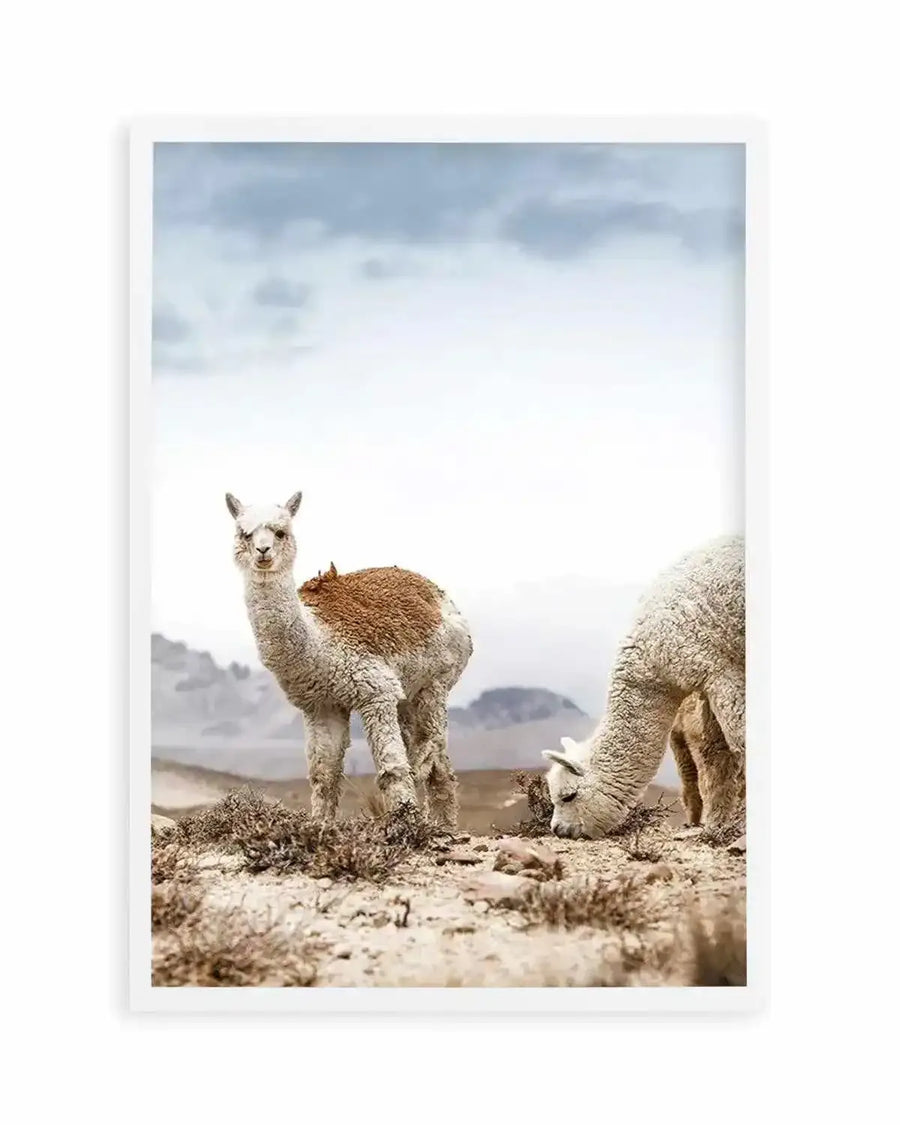 Mountain Llamas | PT Art Print from Olive et Oriel where you can shop wallpaper and artworks online