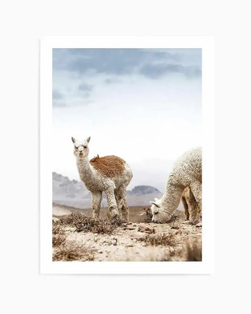Framed photograph of two alpacas in a vast, arid landscape under an overcast sky, with a white frame and white border. The alpaca on the left is a juvenile with white and reddish-brown wool, standing and looking towards the viewer. The alpaca on the right is fully white, with its head down, grazing on sparse dry vegetation. Distant mountains are visible under the pale blue-grey sky.