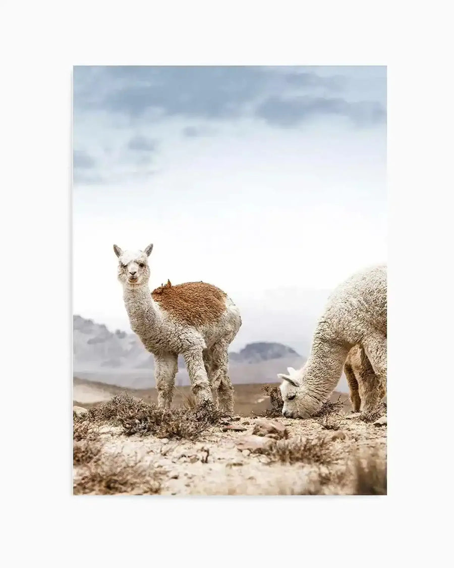Mountain Llamas | PT Art Print from Olive et Oriel where you can shop wallpaper and artworks online
