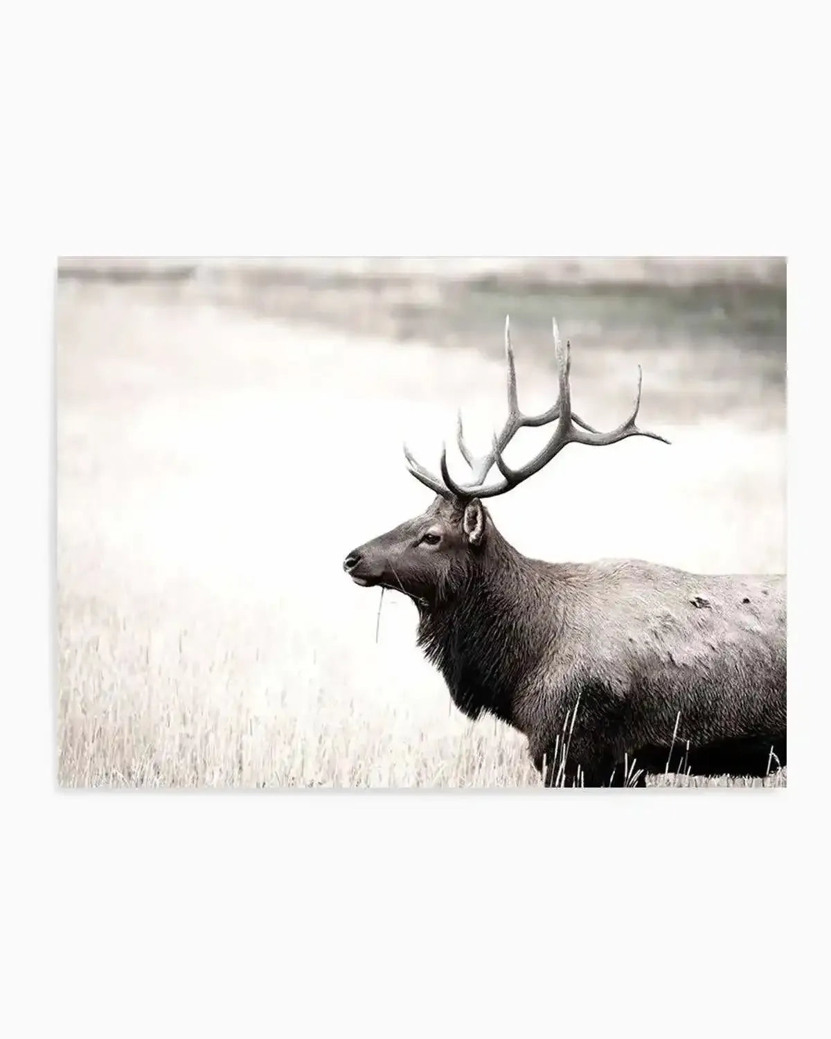 Mountain Stag | LS Art Print from Olive et Oriel where you can shop wallpaper and artworks online