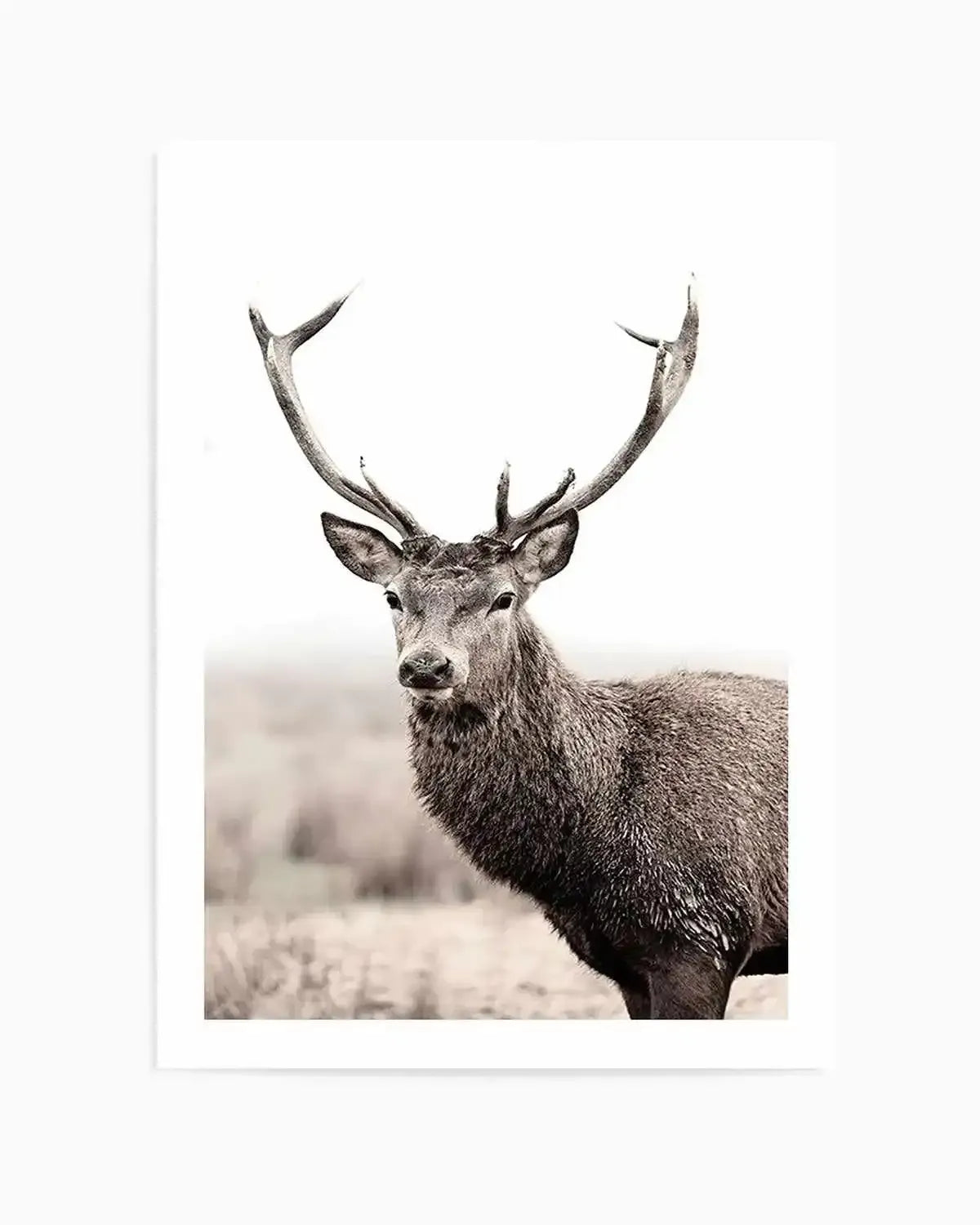 Mountain Stag | PT Art Print from Olive et Oriel where you can shop wallpaper and artworks online