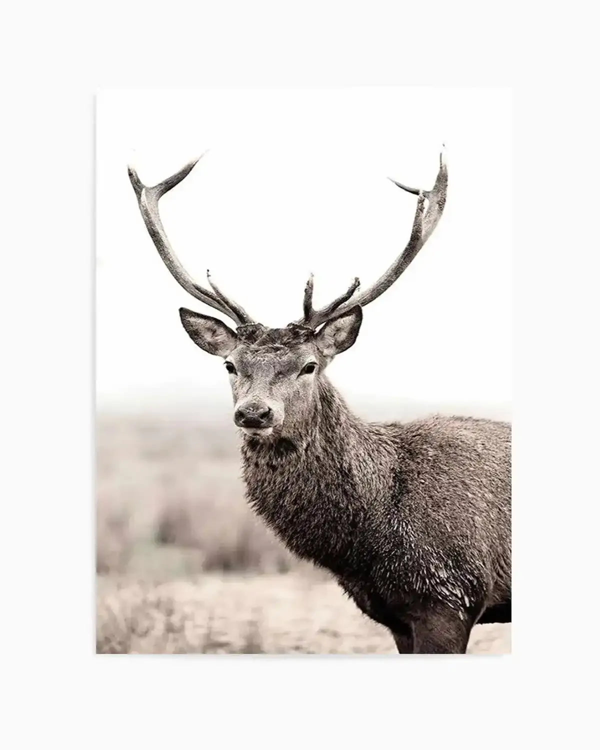 Mountain Stag | PT Art Print from Olive et Oriel where you can shop wallpaper and artworks online