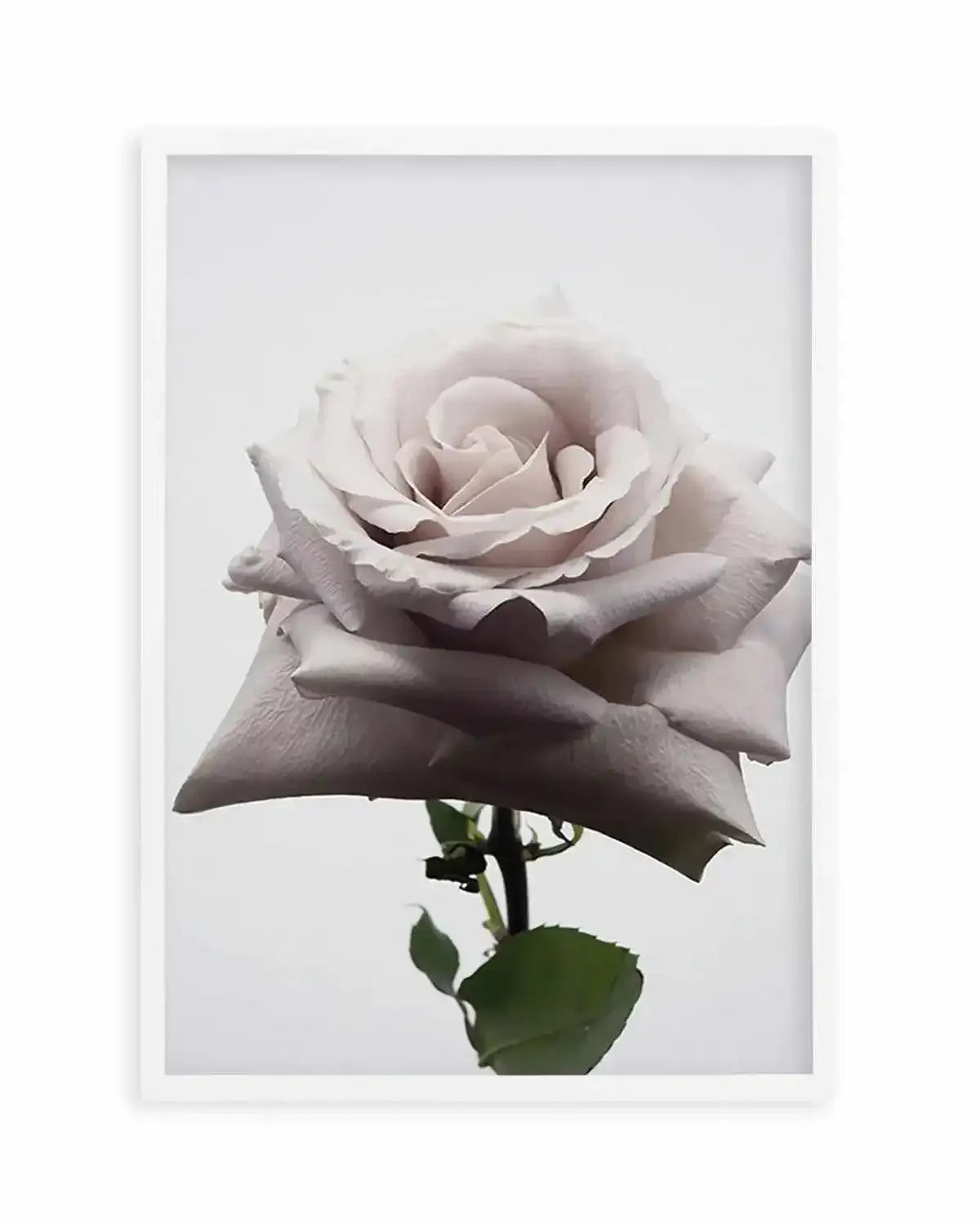 Muse Art Print from Olive et Oriel where you can shop wallpaper and artworks online