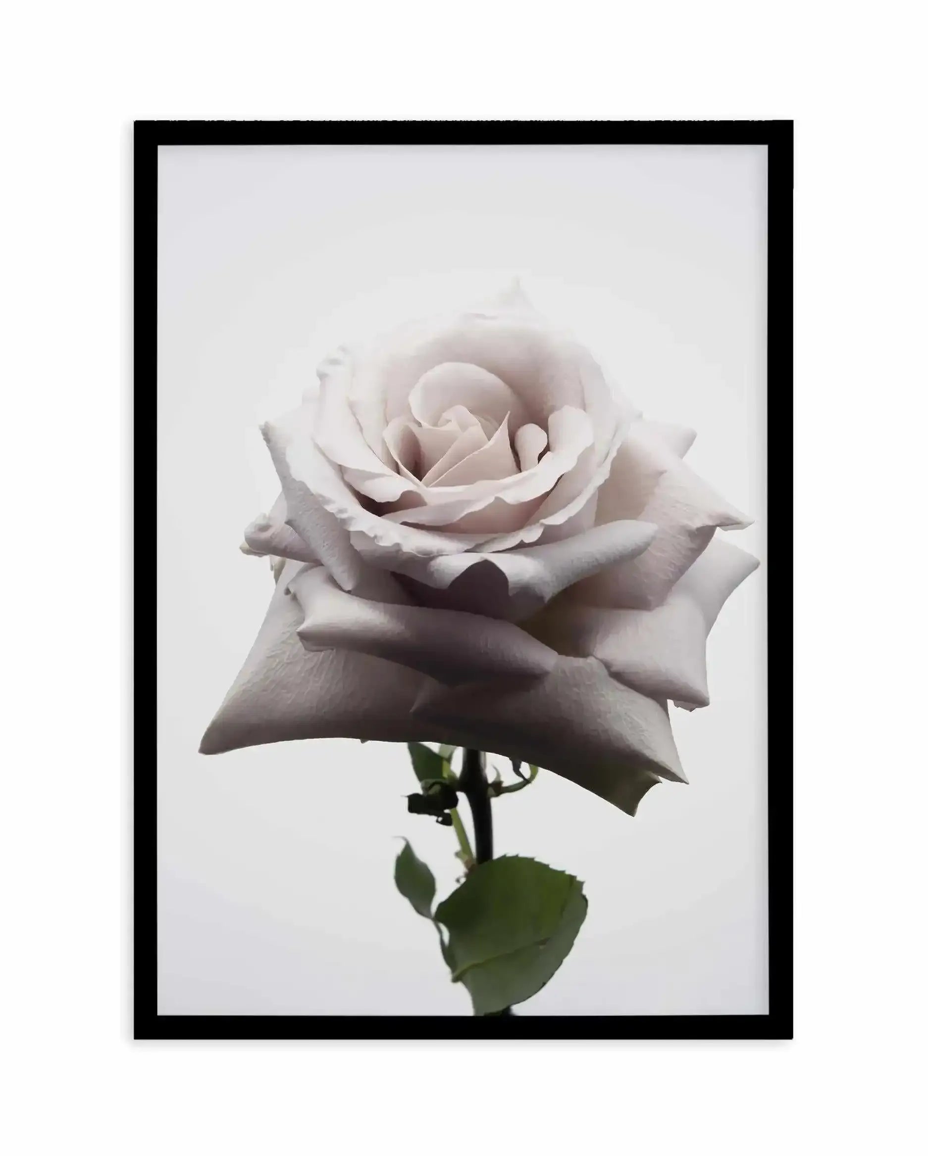 Muse Art Print-PRINT-Olive et Oriel-Olive et Oriel-A5 | 5.8" x 8.3" | 14.8 x 21cm-Black-With White Border-Buy-Australian-Art-Prints-Online-with-Olive-et-Oriel-Your-Artwork-Specialists-Austrailia-Decorate-With-Coastal-Photo-Wall-Art-Prints-From-Our-Beach-House-Artwork-Collection-Fine-Poster-and-Framed-Artwork