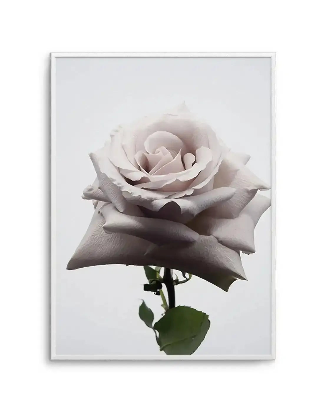 Muse Art Print-PRINT-Olive et Oriel-Olive et Oriel-A5 | 5.8" x 8.3" | 14.8 x 21cm-Unframed Art Print-With White Border-Buy-Australian-Art-Prints-Online-with-Olive-et-Oriel-Your-Artwork-Specialists-Austrailia-Decorate-With-Coastal-Photo-Wall-Art-Prints-From-Our-Beach-House-Artwork-Collection-Fine-Poster-and-Framed-Artwork