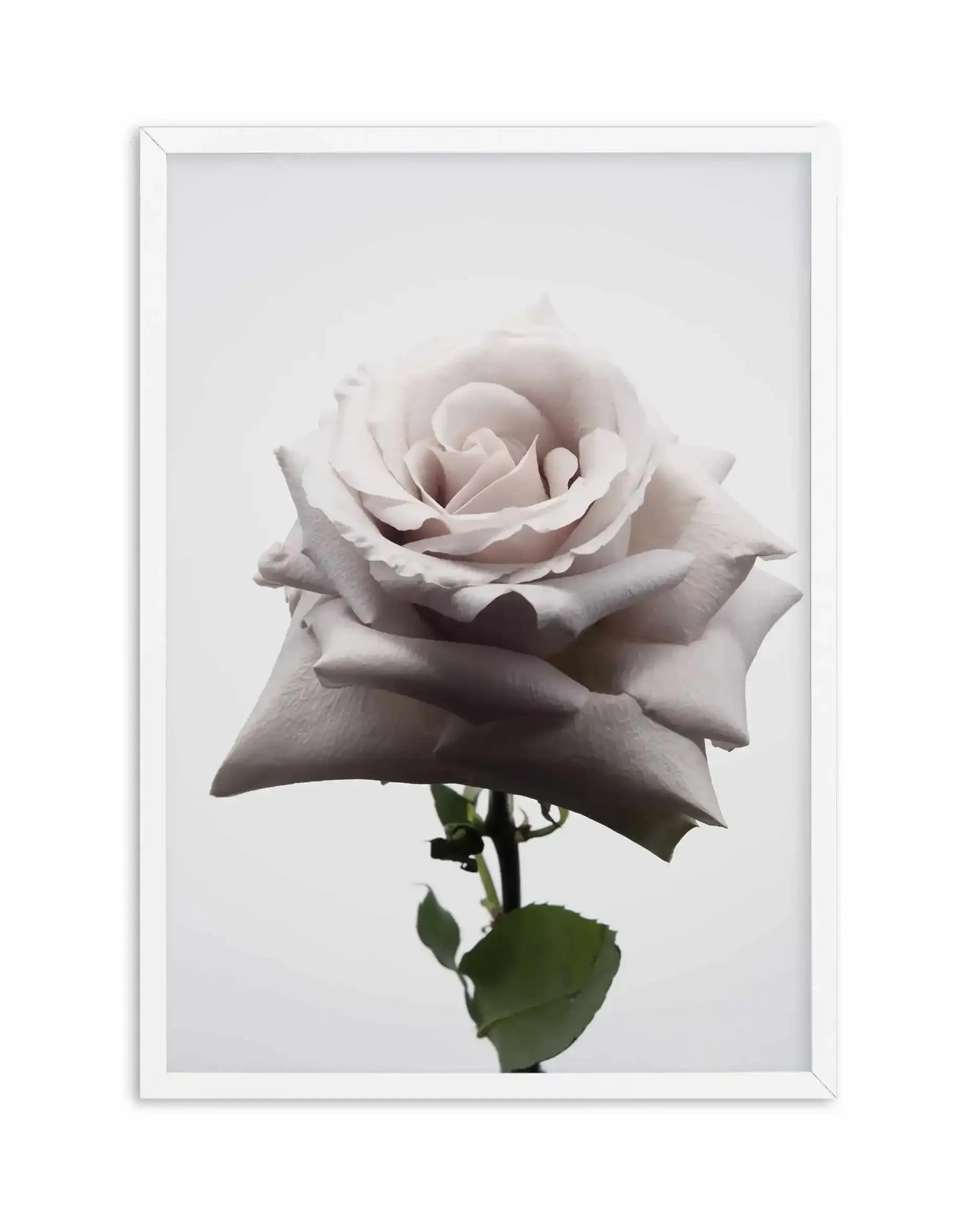 Muse Art Print-PRINT-Olive et Oriel-Olive et Oriel-A5 | 5.8" x 8.3" | 14.8 x 21cm-White-With White Border-Buy-Australian-Art-Prints-Online-with-Olive-et-Oriel-Your-Artwork-Specialists-Austrailia-Decorate-With-Coastal-Photo-Wall-Art-Prints-From-Our-Beach-House-Artwork-Collection-Fine-Poster-and-Framed-Artwork