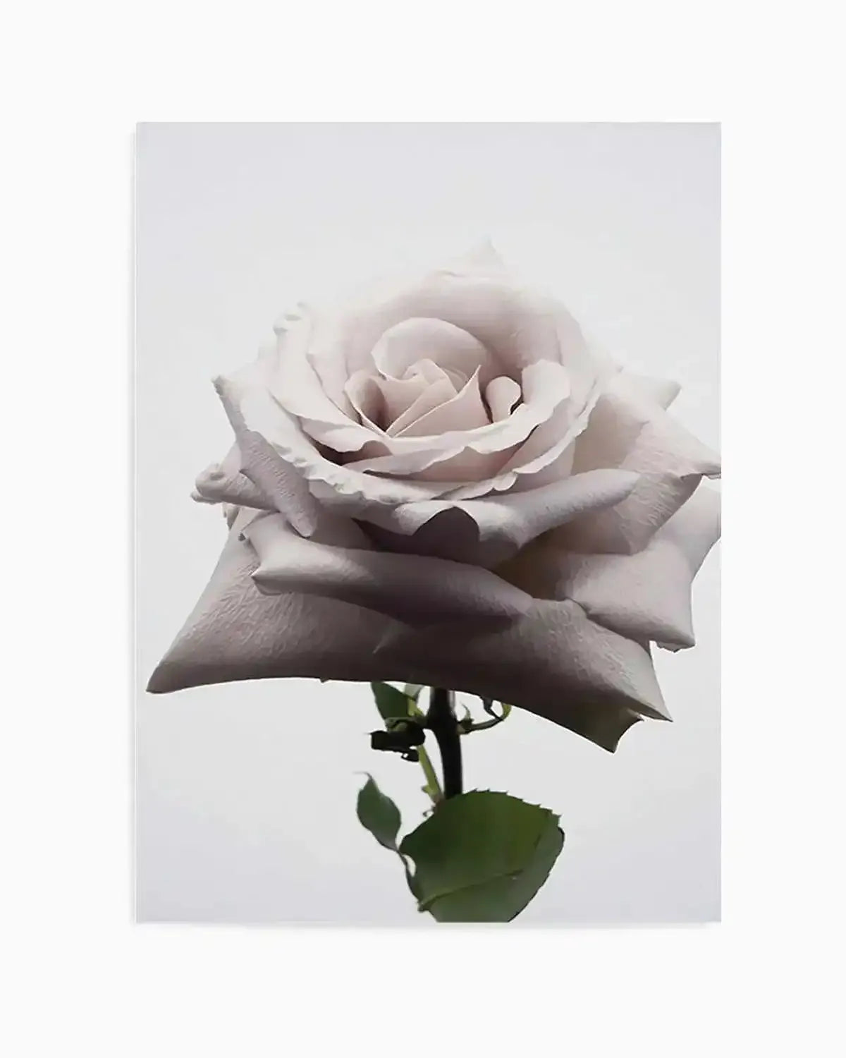 Muse Art Print from Olive et Oriel where you can shop wallpaper and artworks online