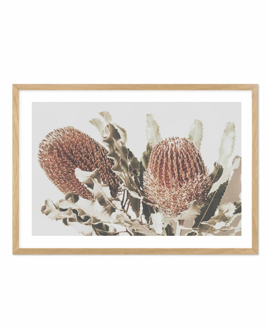 Framed art print featuring two burgundy and cream Banksia flowers with densely packed, cone-shaped blooms rendered in detailed botanical illustration style. Pale green and sage foliage and stems surround the flowers against a soft grey background. Natural timber frame with white border, horizontal landscape orientation.