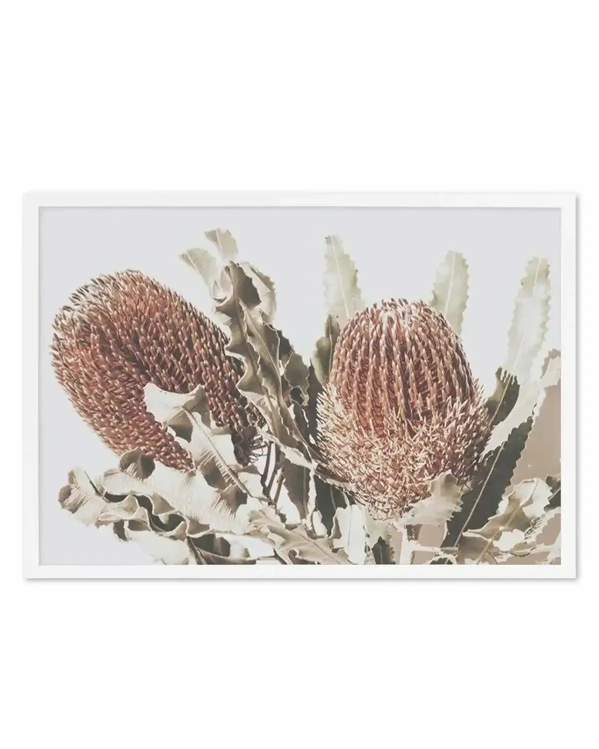 Native Banksia | LS Art Print from Olive et Oriel where you can shop wallpaper and artworks online