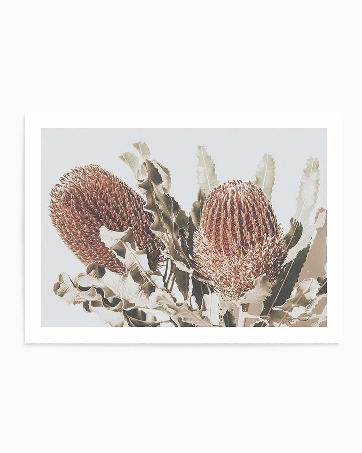 Native Banksia | LS Art Print