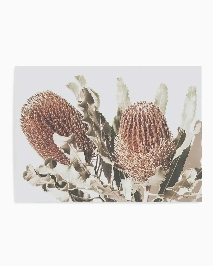 Native Banksia | LS Art Print from Olive et Oriel where you can shop wallpaper and artworks online
