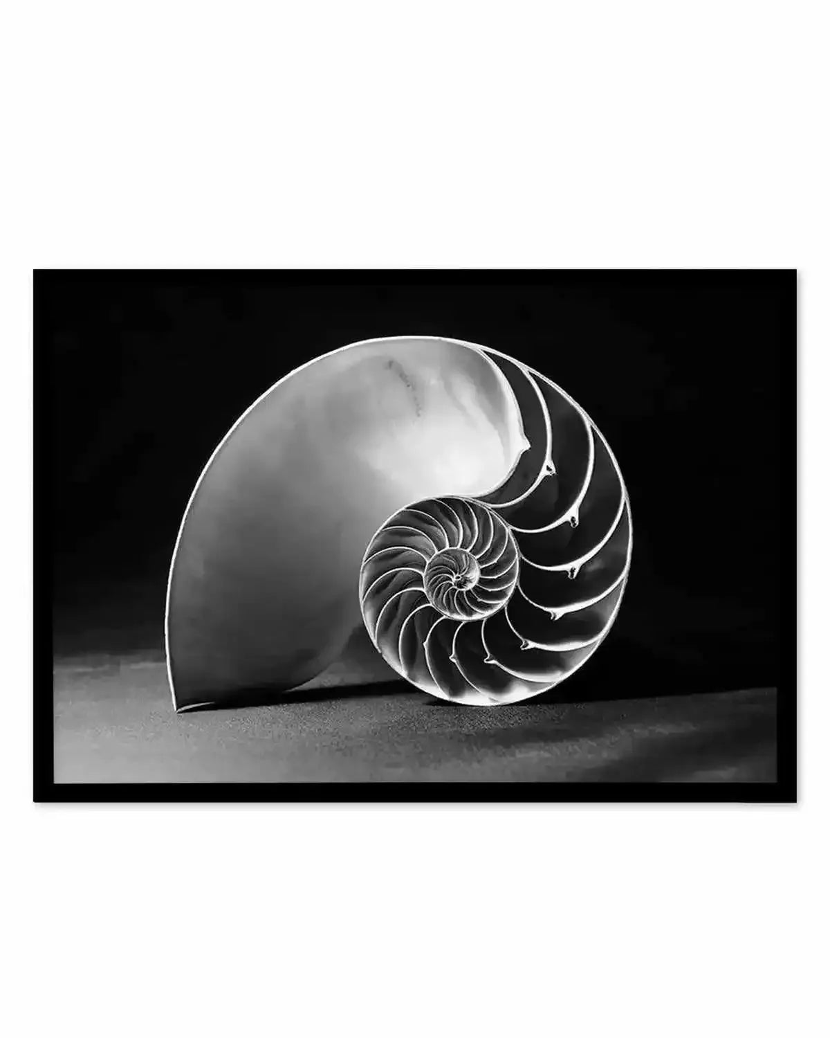 Nautilus B&W Art Print from Olive et Oriel where you can shop wallpaper and artworks online