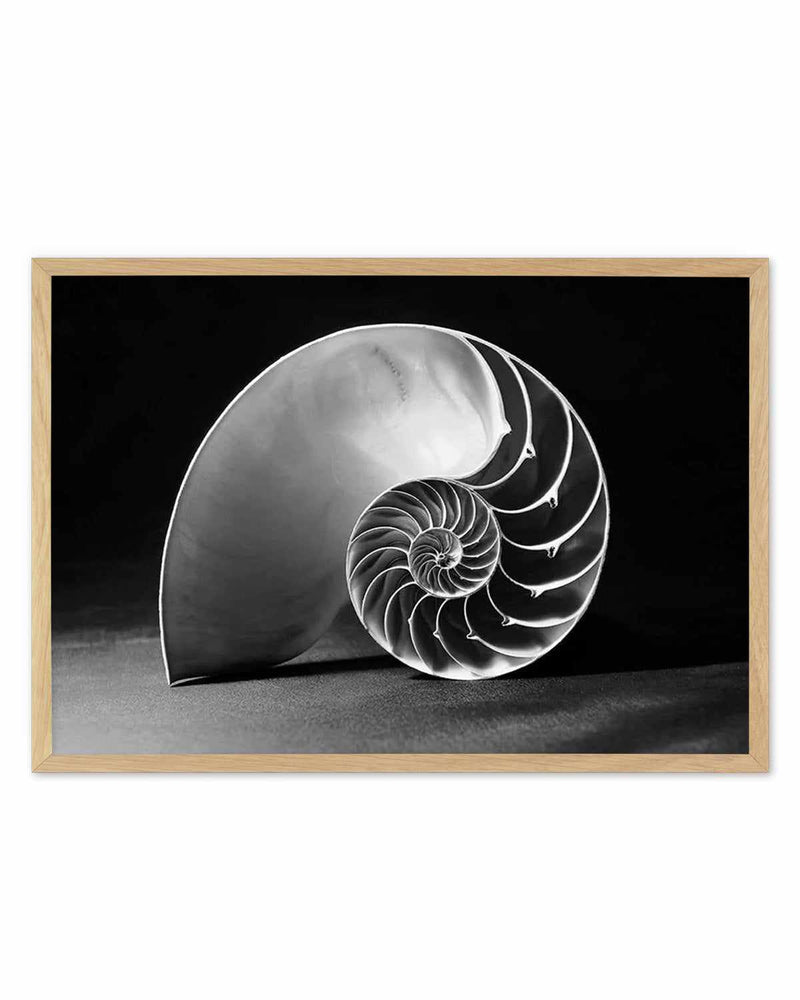 Nautilus B&W Art Print