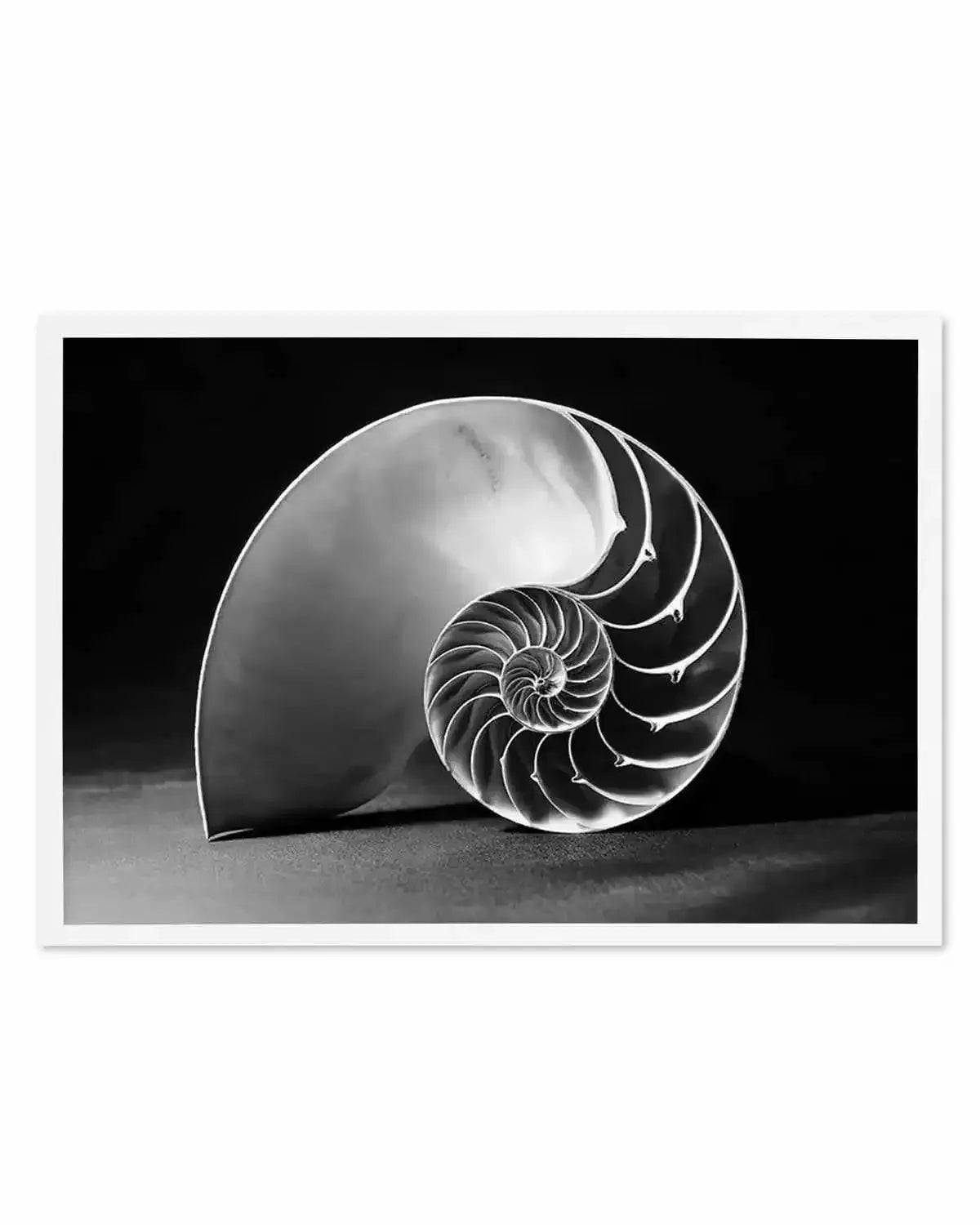 Nautilus B&W Art Print from Olive et Oriel where you can shop wallpaper and artworks online