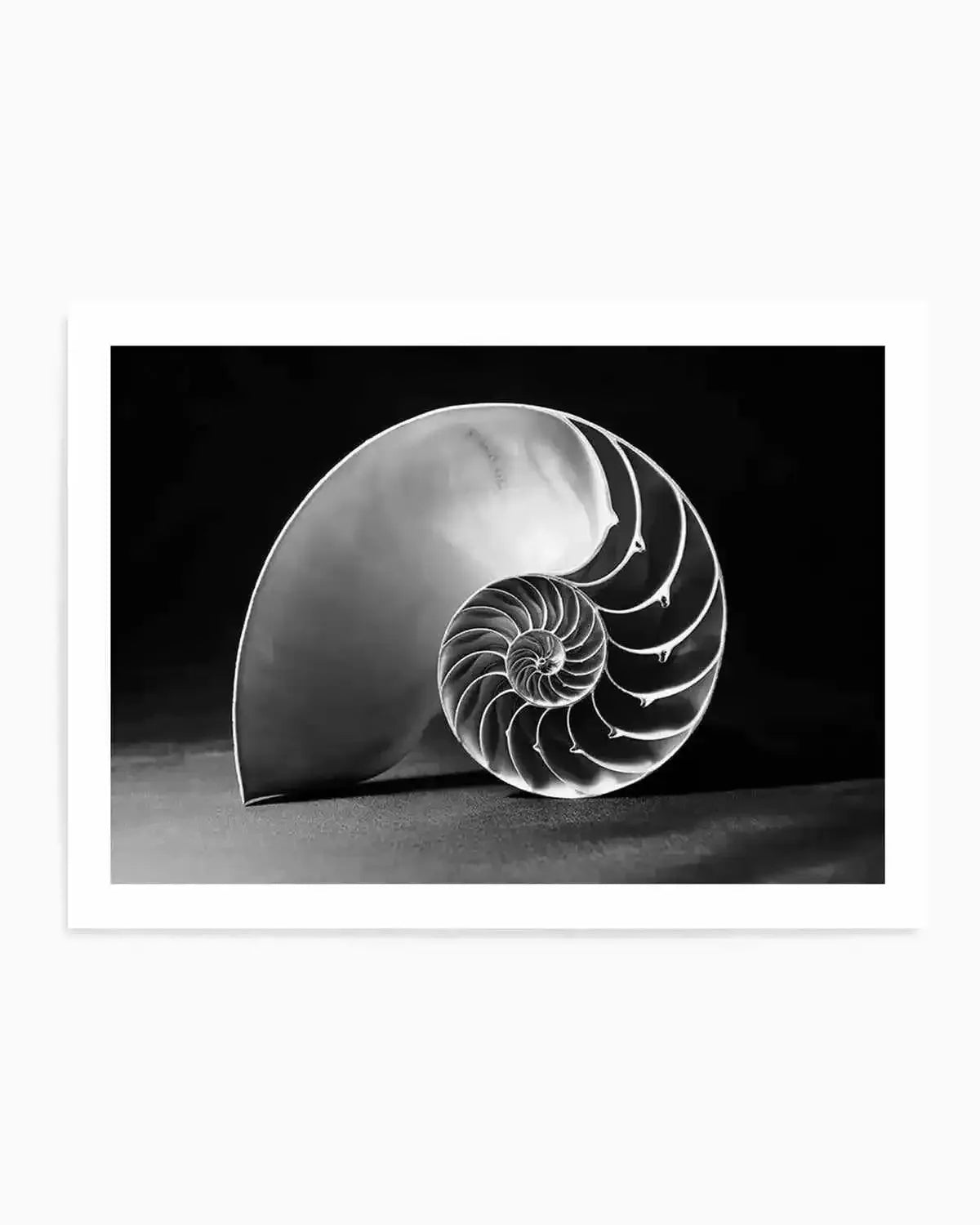 Nautilus B&W Art Print from Olive et Oriel where you can shop wallpaper and artworks online