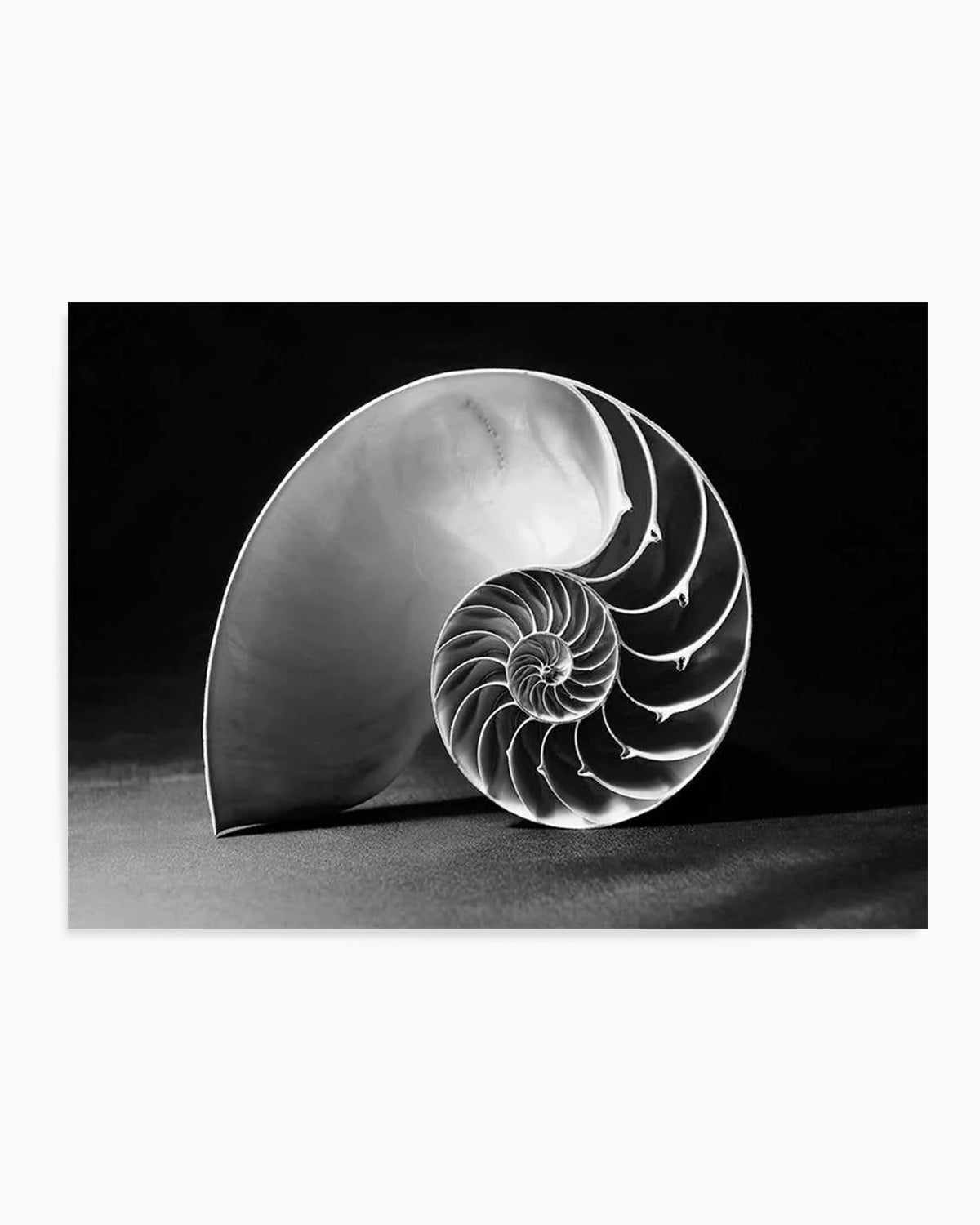 Nautilus B&W Art Print