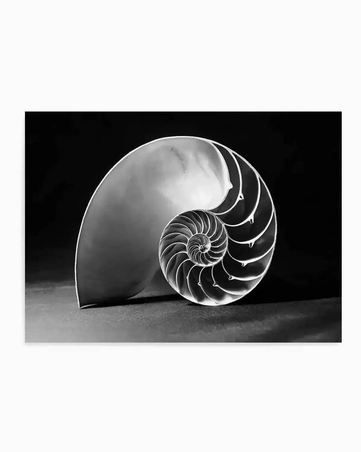 Nautilus B&W Art Print from Olive et Oriel where you can shop wallpaper and artworks online