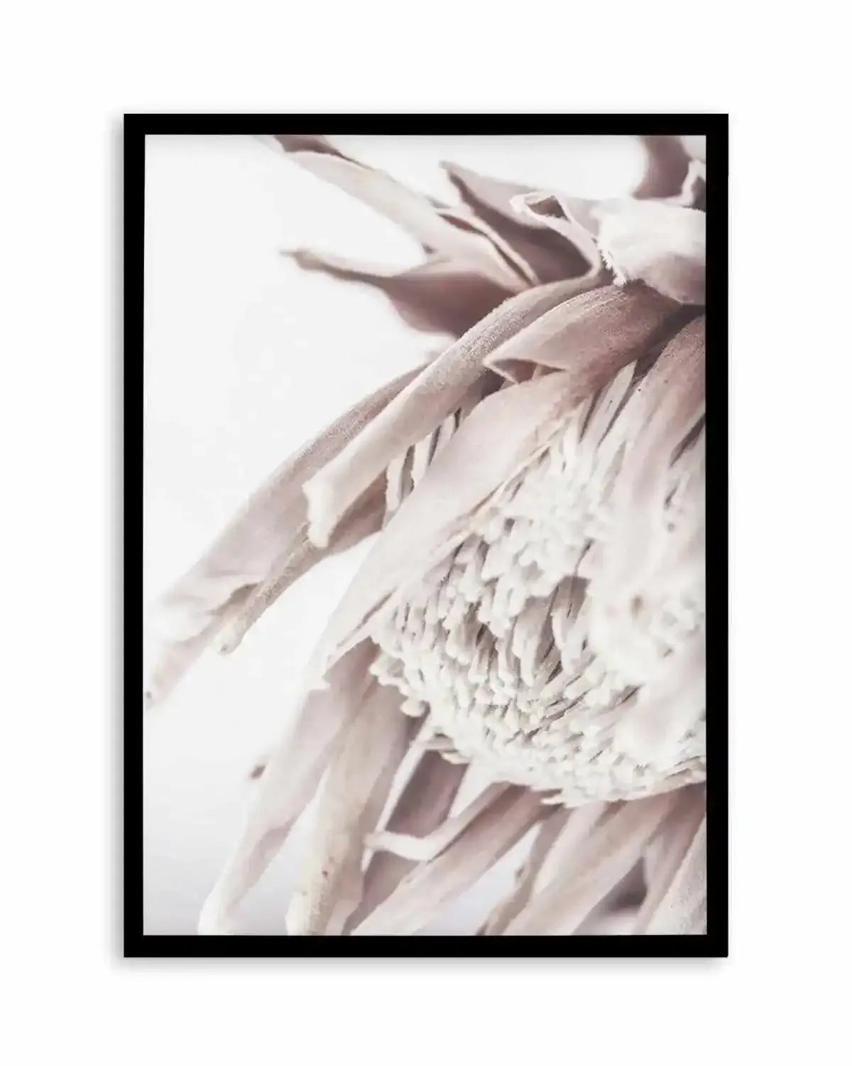 Neutral in Bloom | King Protea Art Print from Olive et Oriel where you can shop wallpaper and artworks online