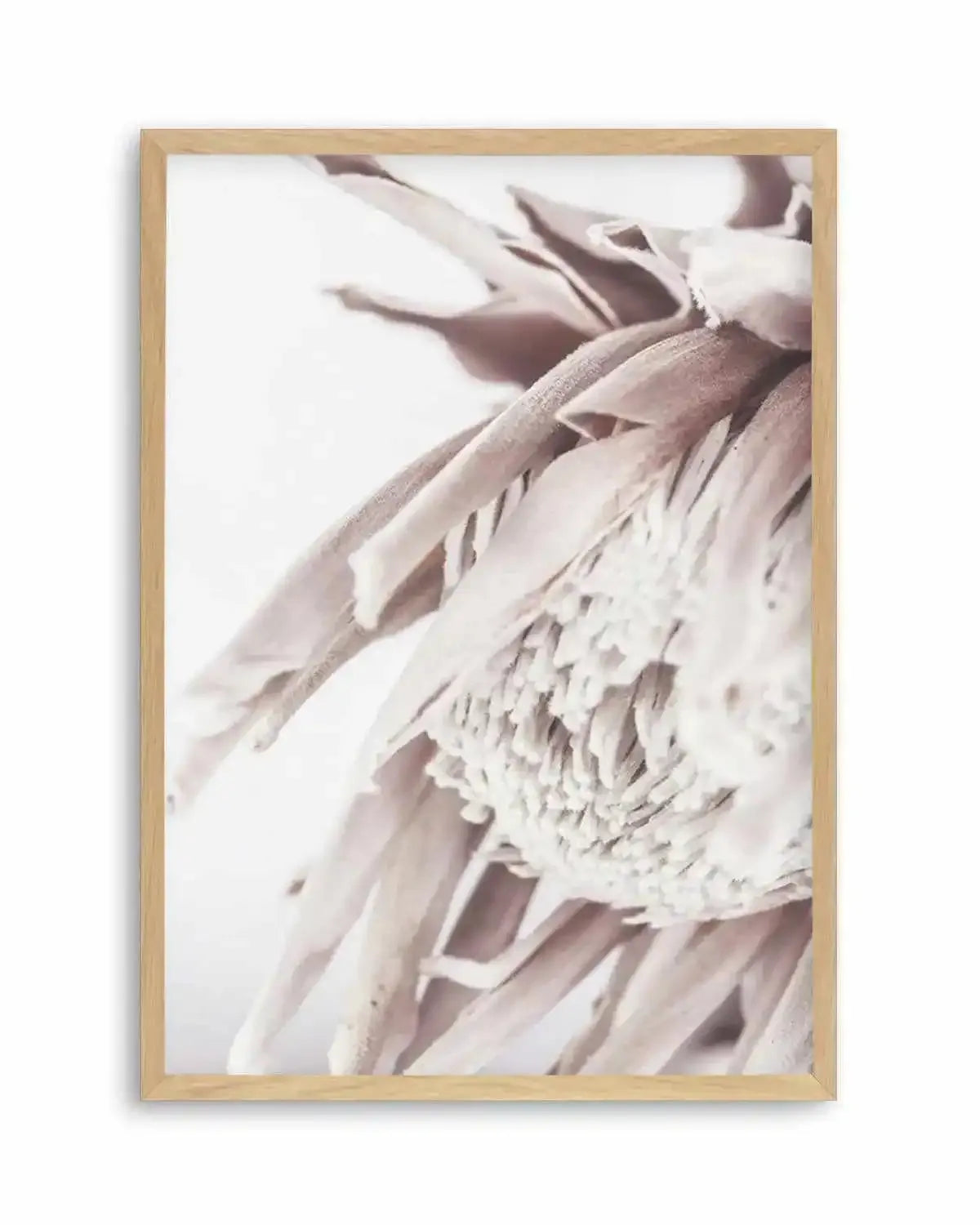 Neutral in Bloom | King Protea Art Print from Olive et Oriel where you can shop wallpaper and artworks online
