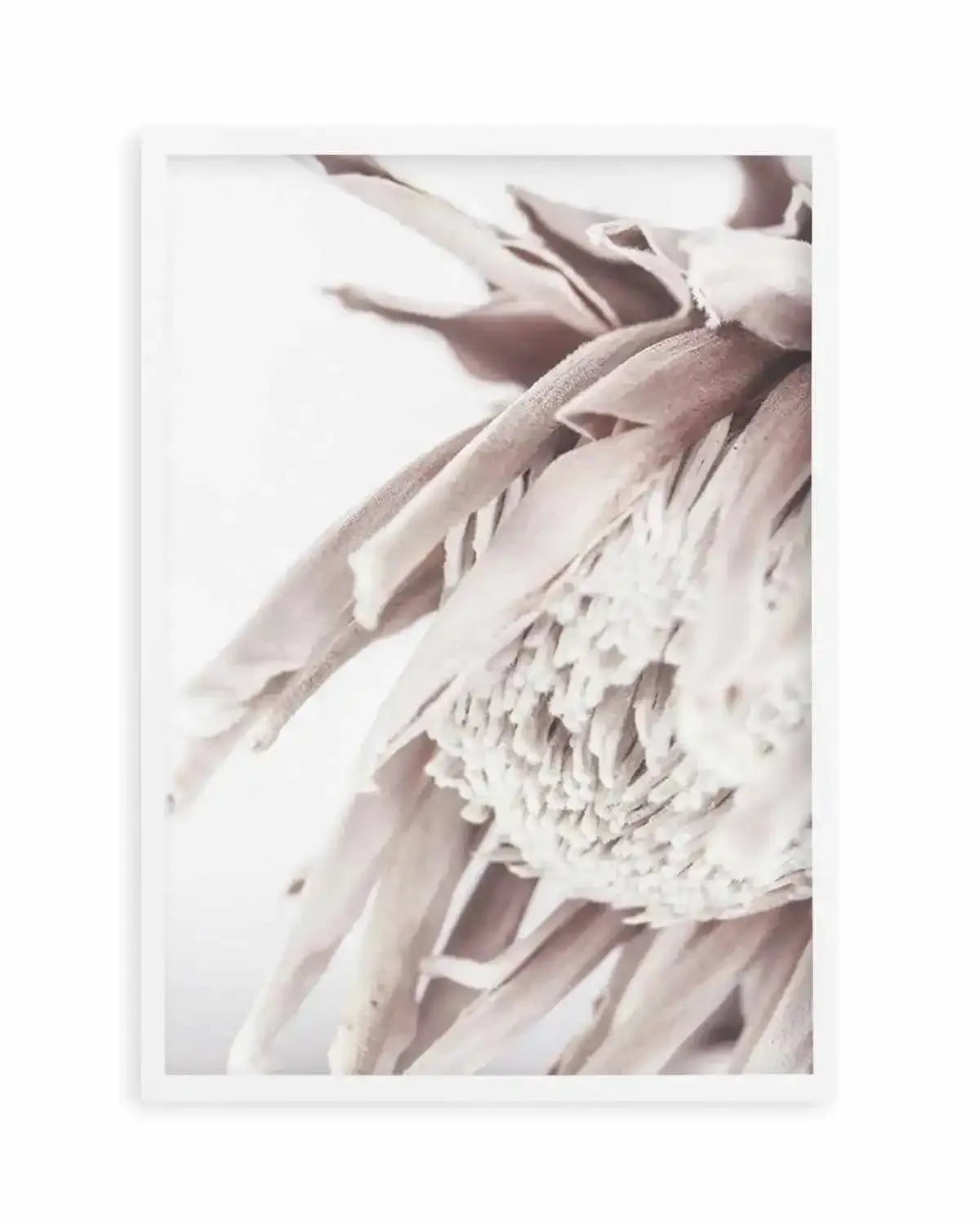 Neutral in Bloom | King Protea Art Print from Olive et Oriel where you can shop wallpaper and artworks online
