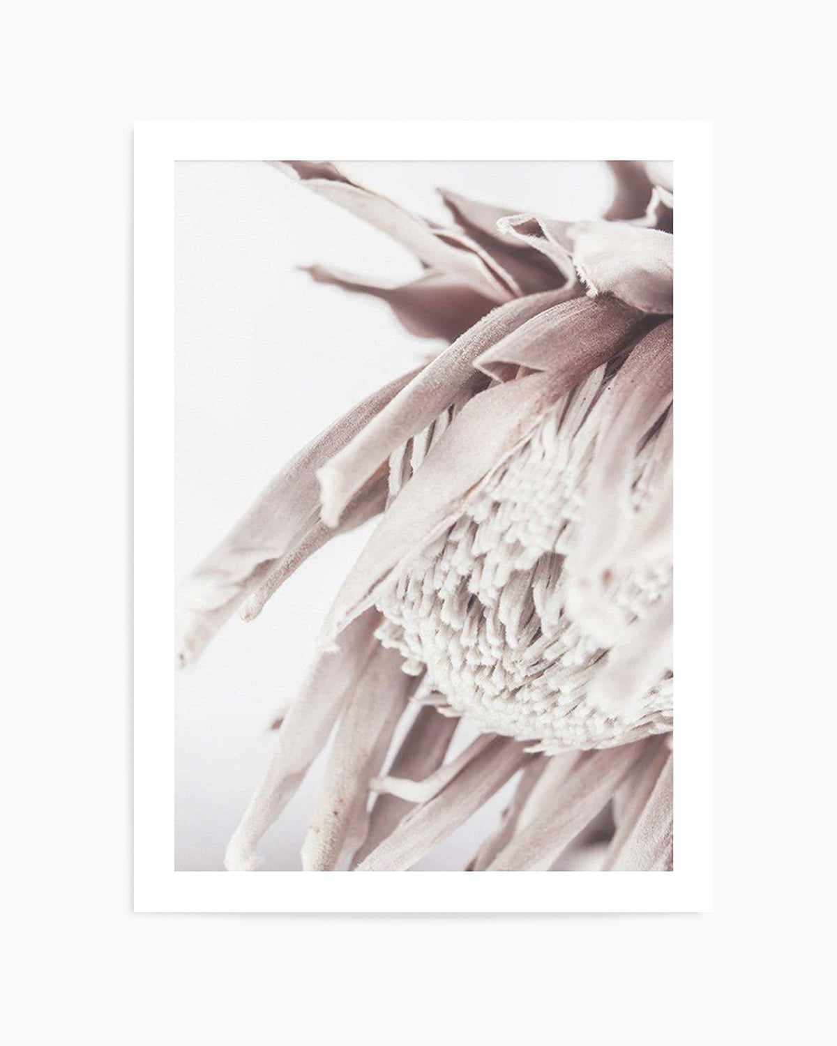 Neutral in Bloom | King Protea Art Print