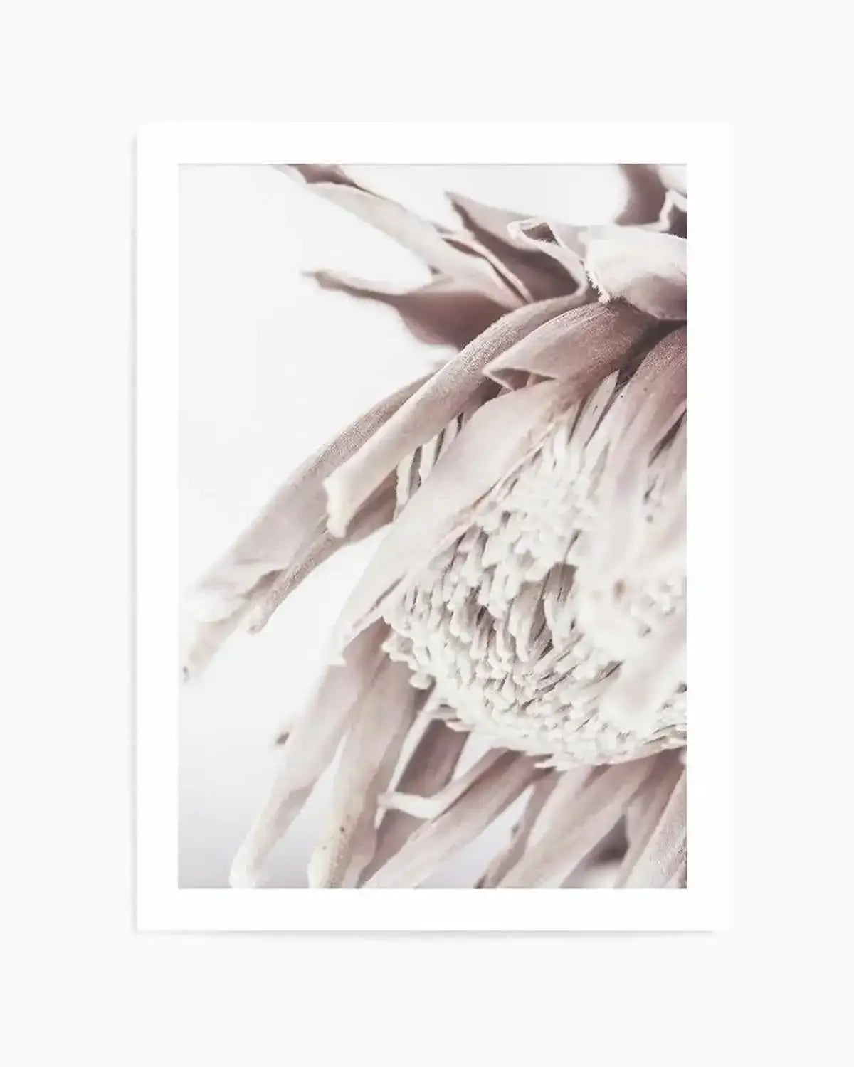Neutral in Bloom | King Protea Art Print from Olive et Oriel where you can shop wallpaper and artworks online