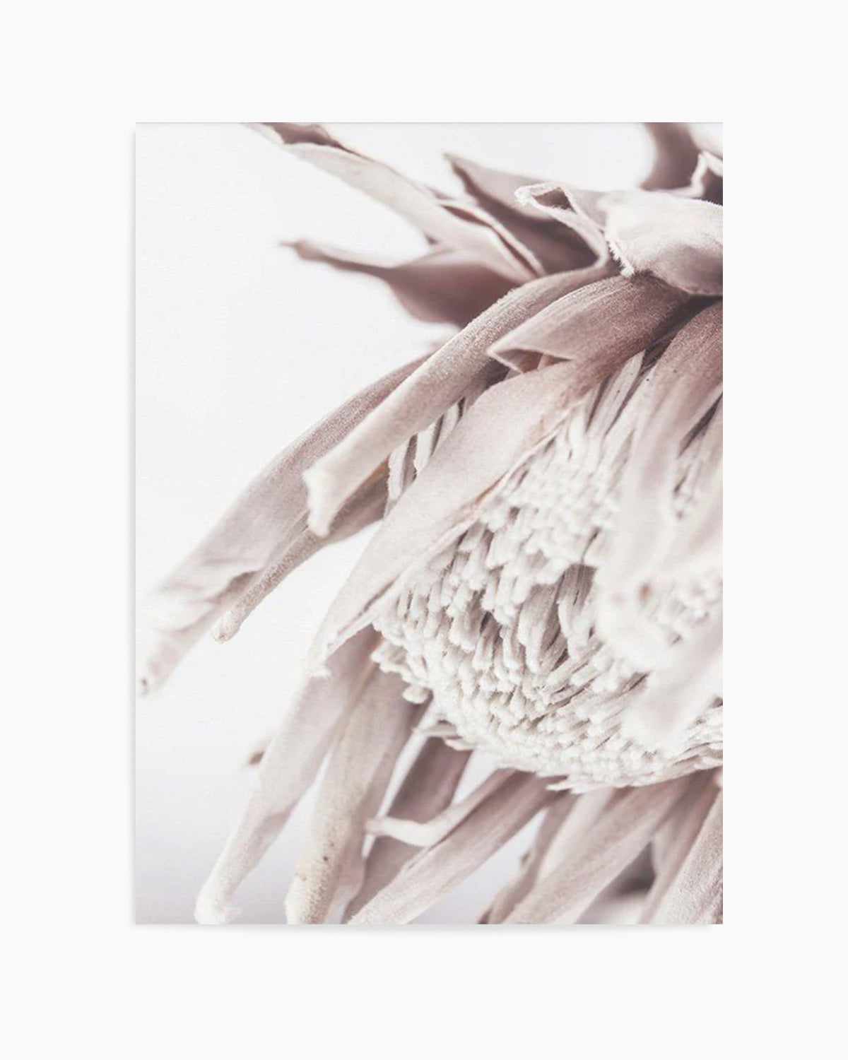 Neutral in Bloom | King Protea Art Print