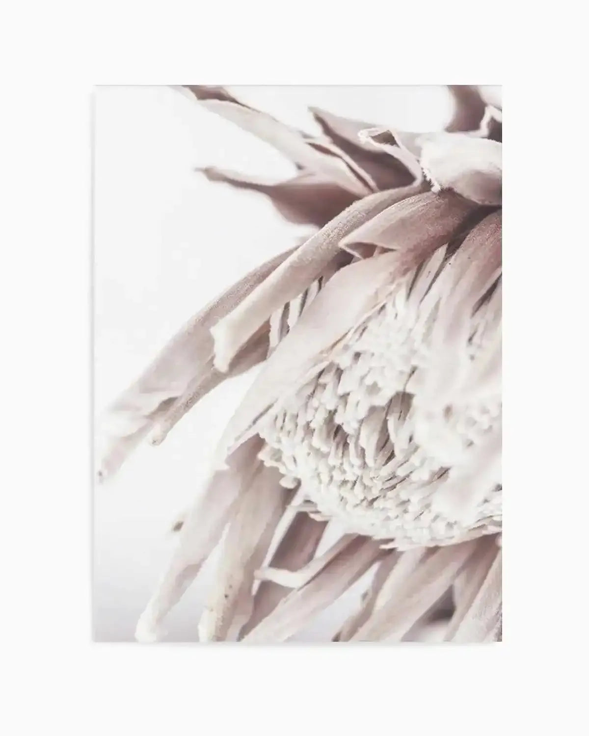 Neutral in Bloom | King Protea Art Print from Olive et Oriel where you can shop wallpaper and artworks online