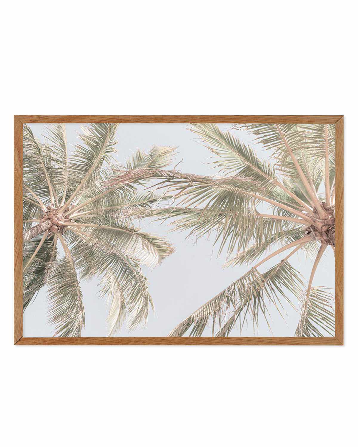 Noosa Palms II Art Print