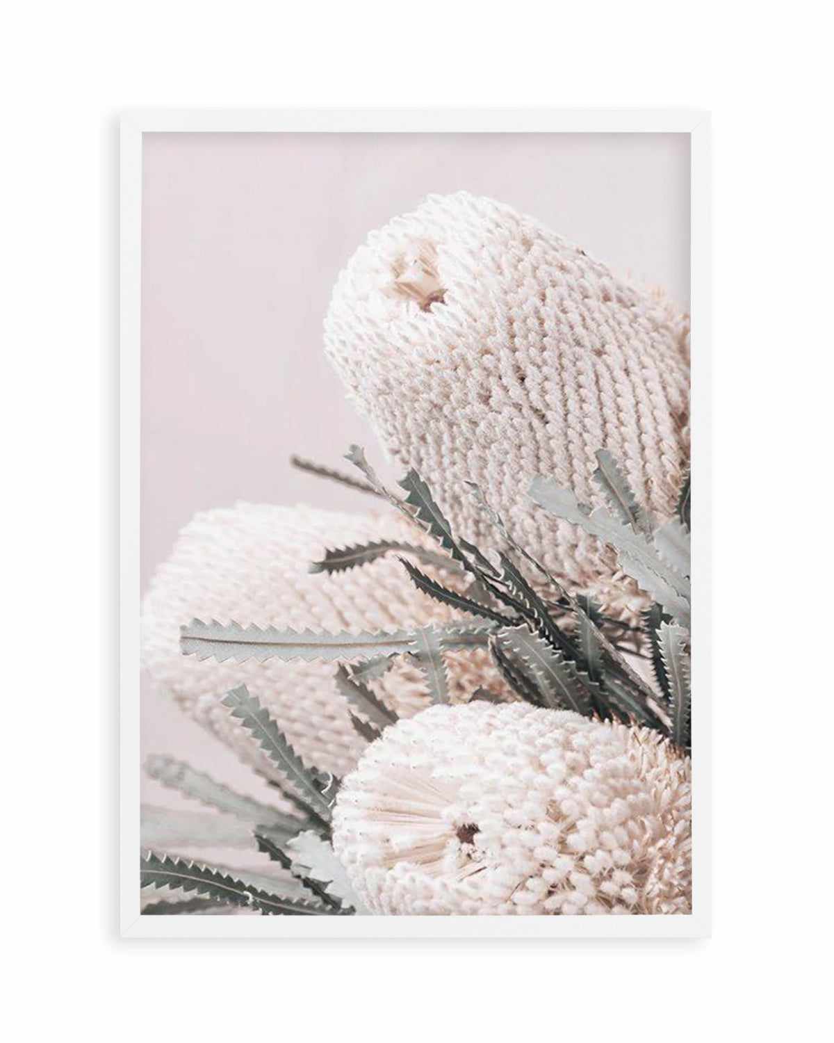 Nude Banksia I Art Print