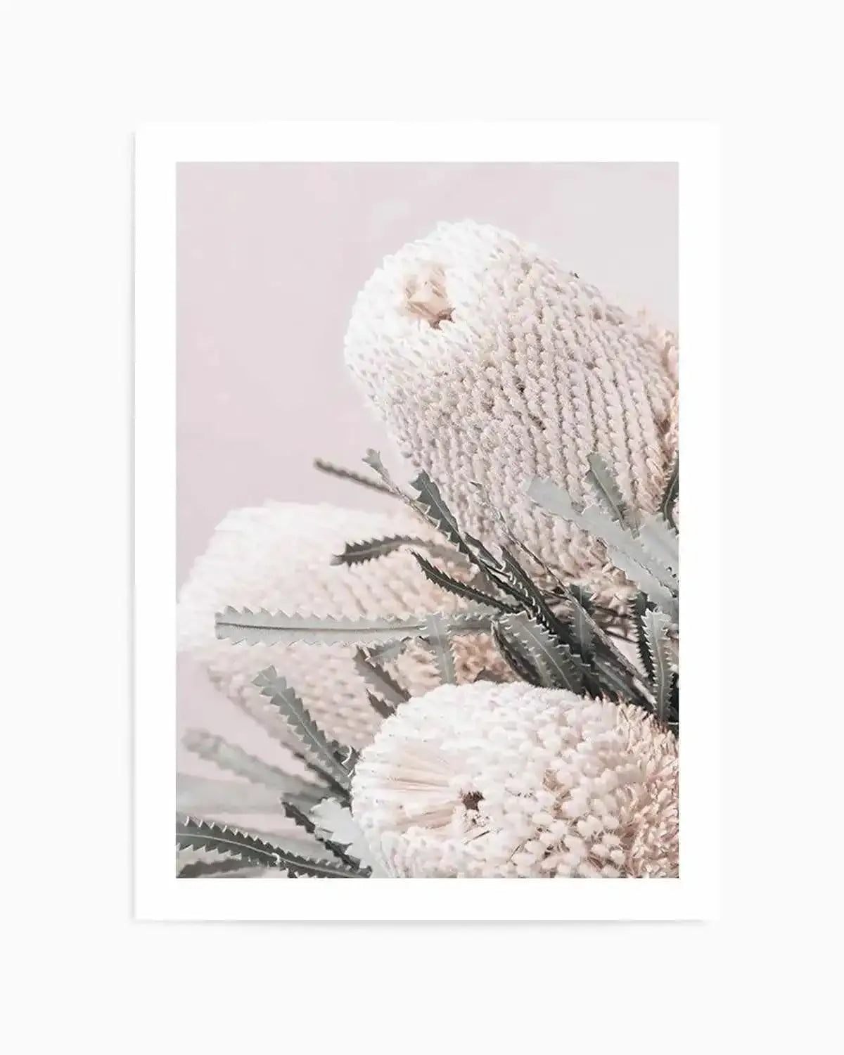 Nude Banksia I Art Print from Olive et Oriel where you can shop wallpaper and artworks online